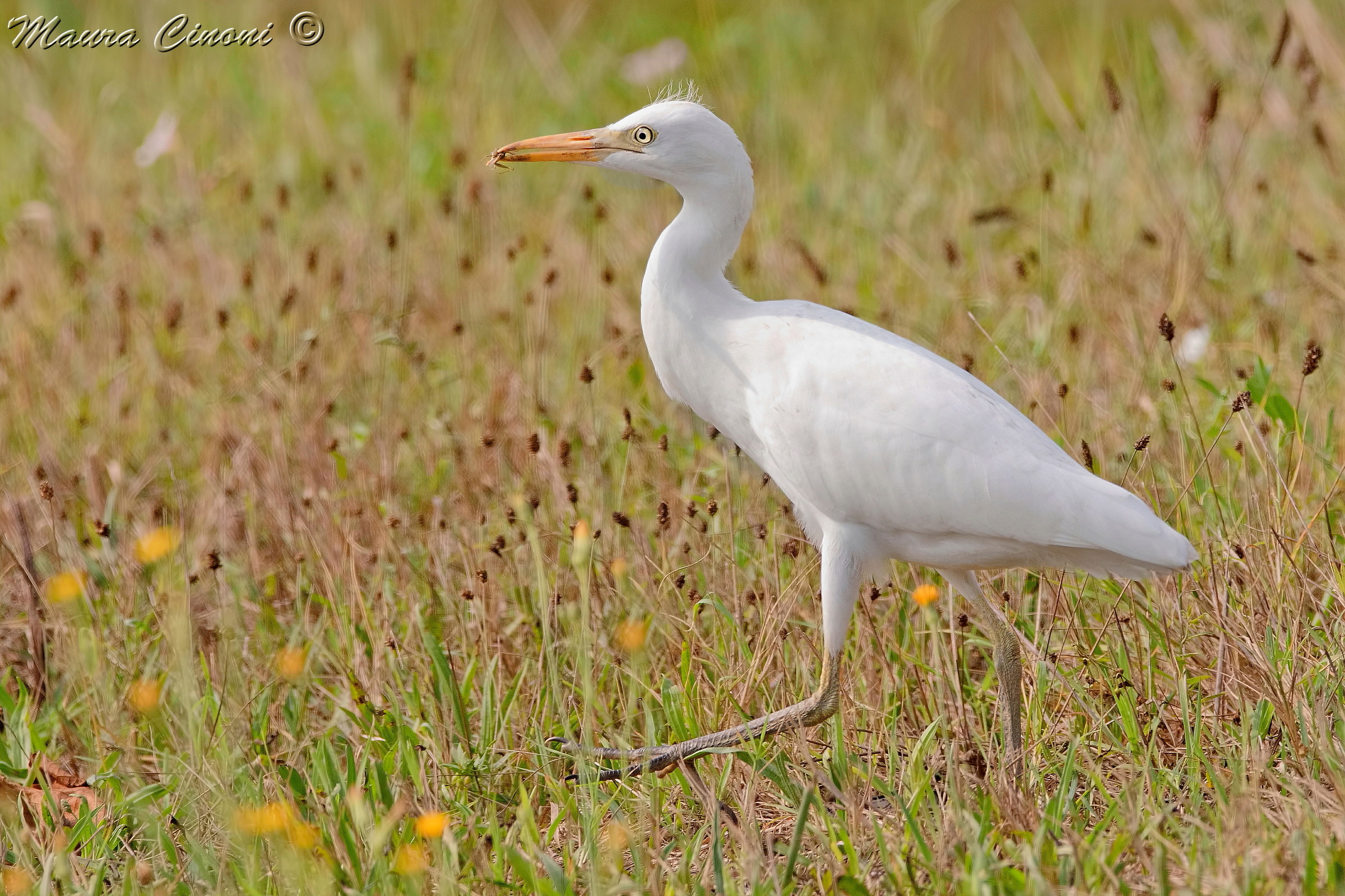 Egret with grasshopper