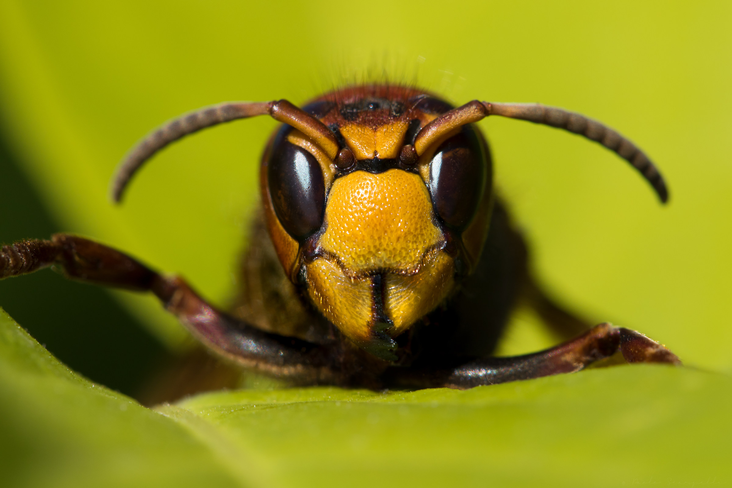 European hornet