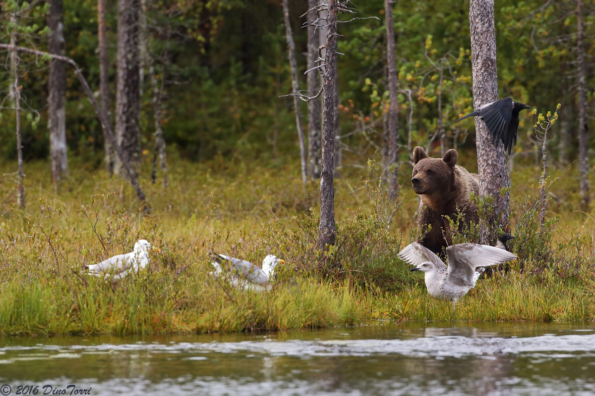 Between gulls and crows