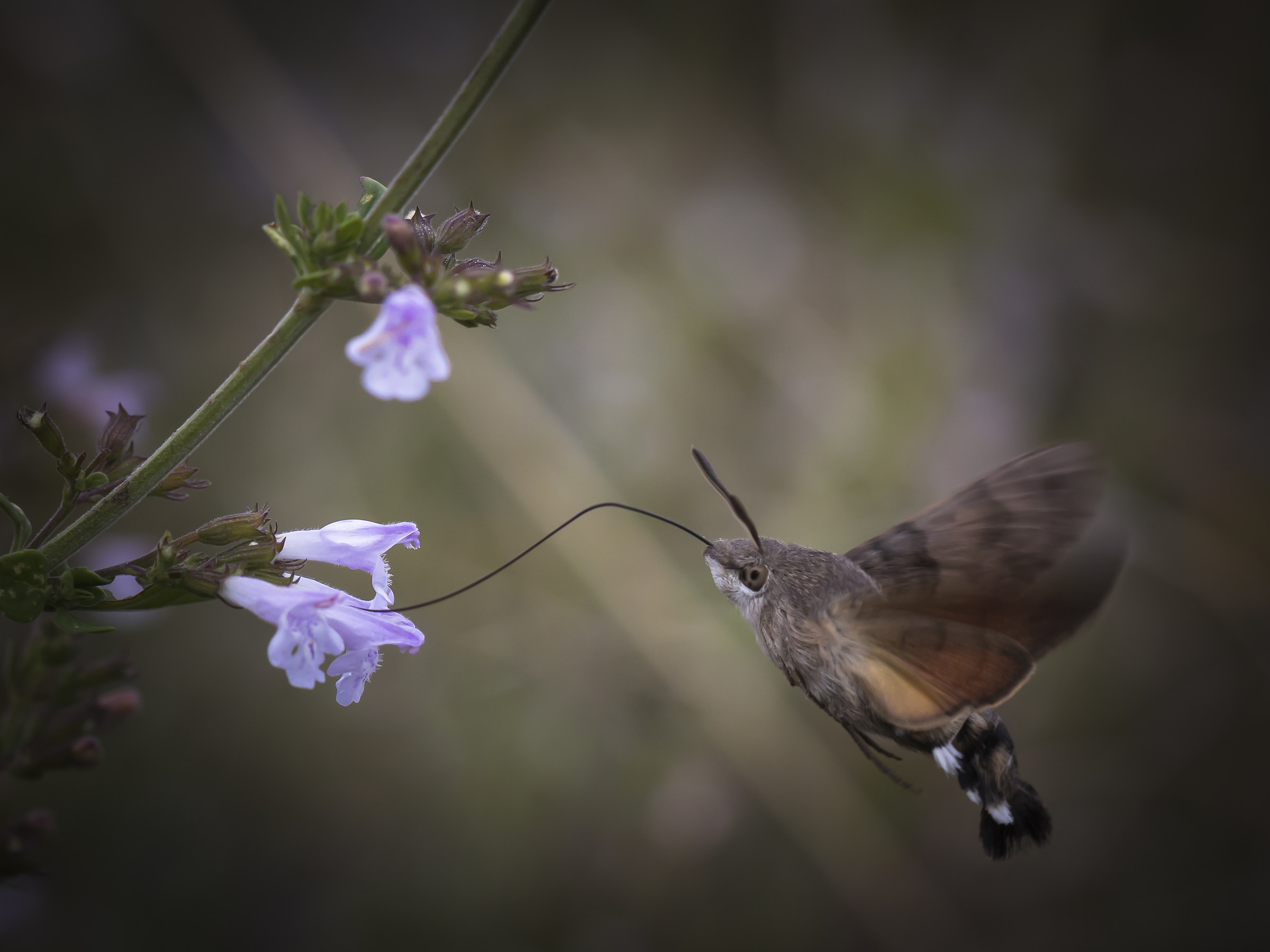 The Sphinx Moth (Macroglossum stellatarum)
