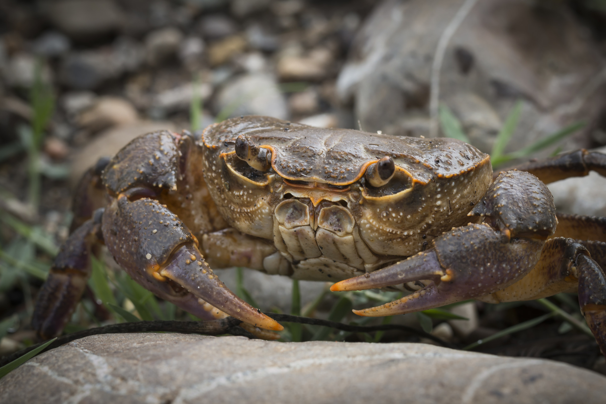 River Crab (prune fluviatile)