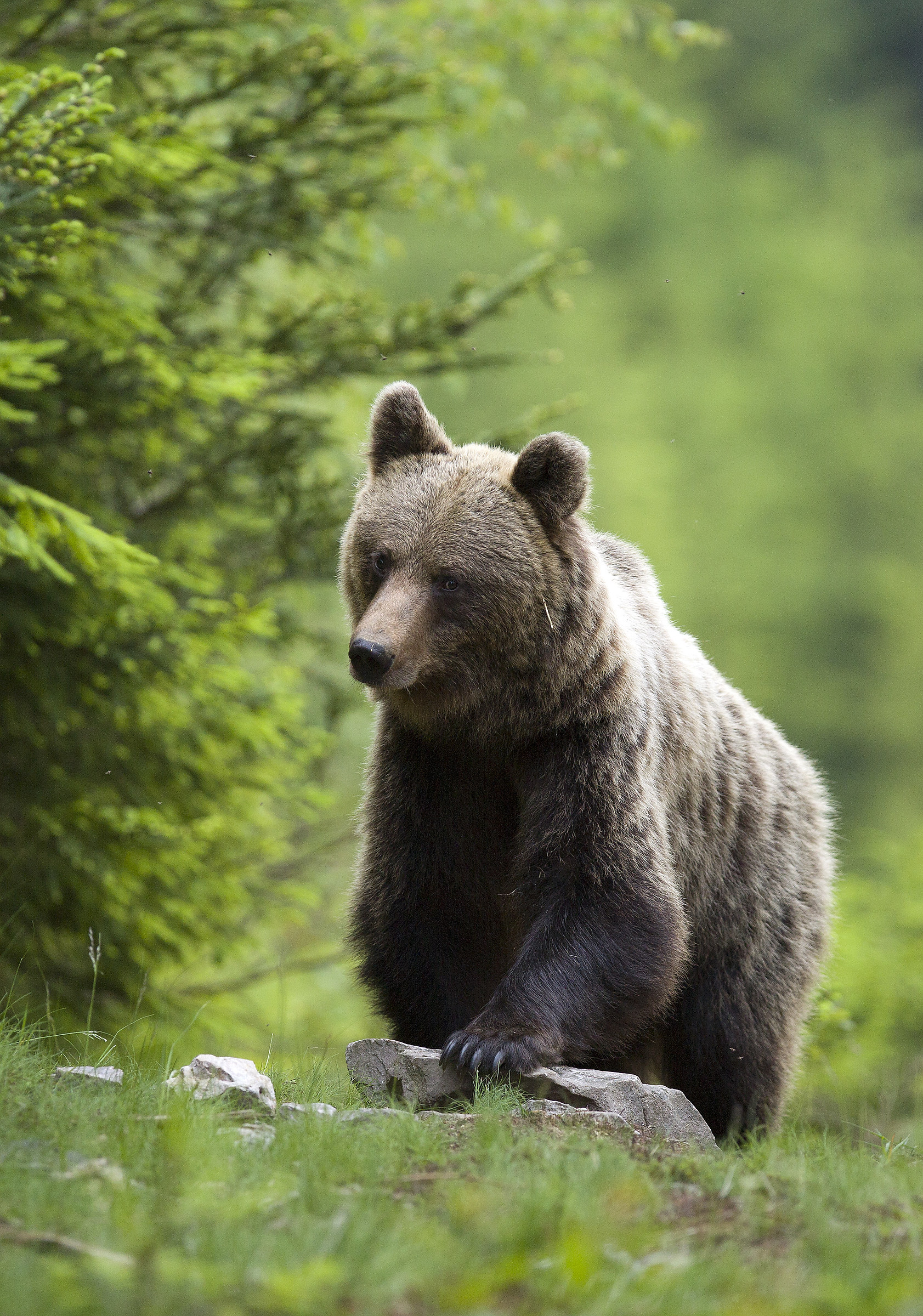 Slowak mountains wildlife