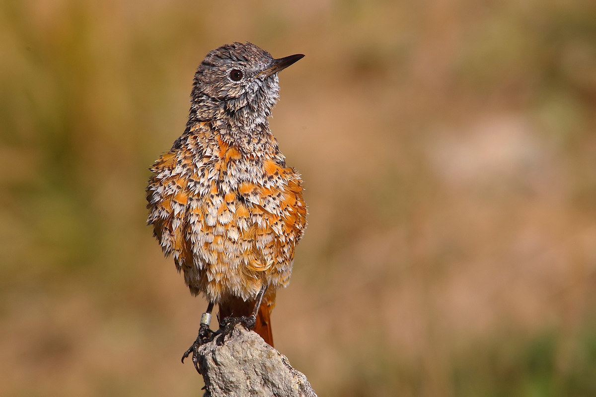 redstart male ringed