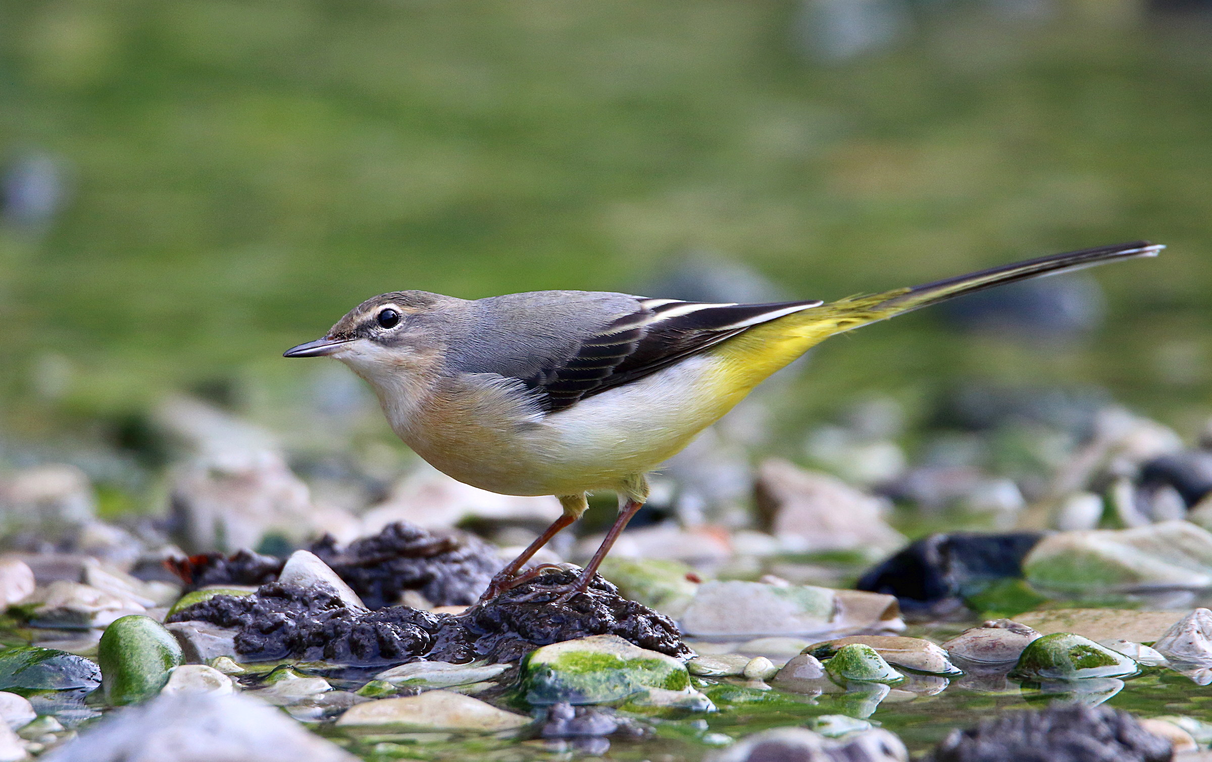 Yellow Wagtail