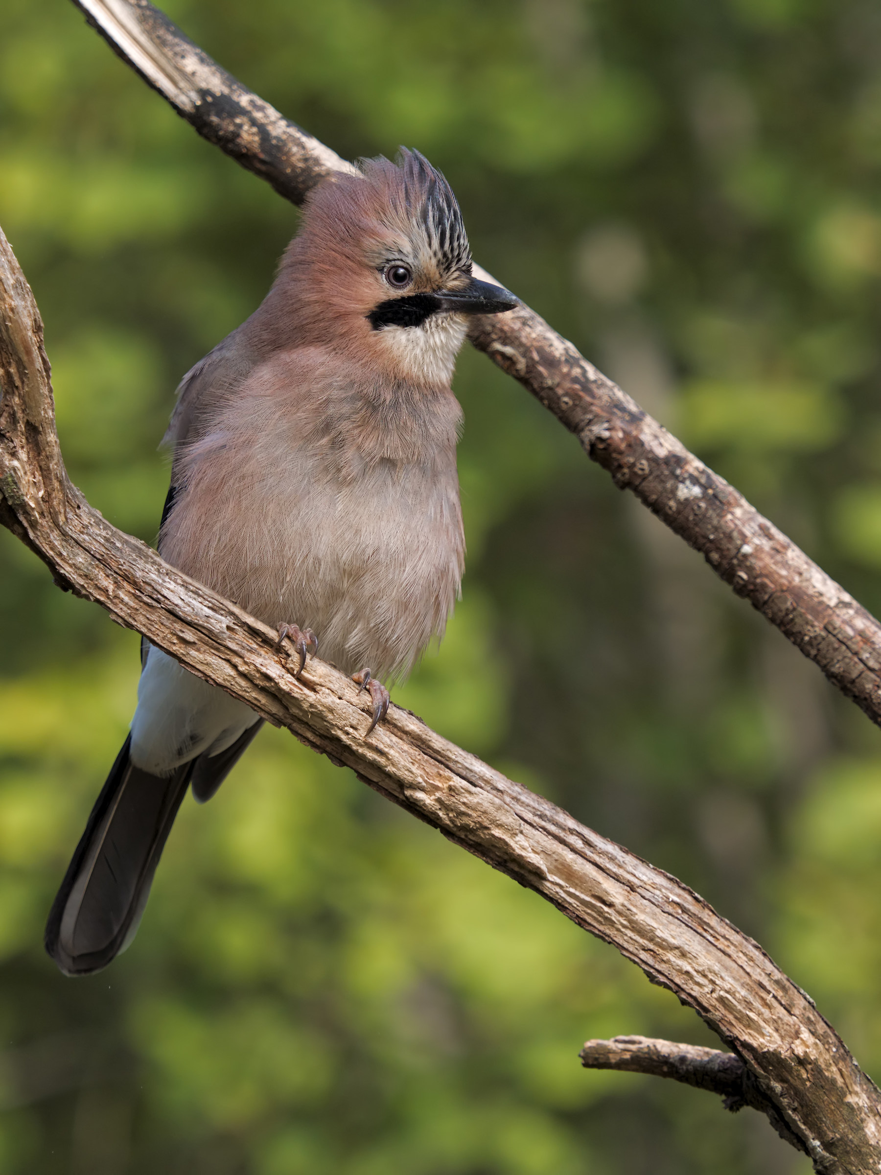 Oly e-m1 - Ghiandaia