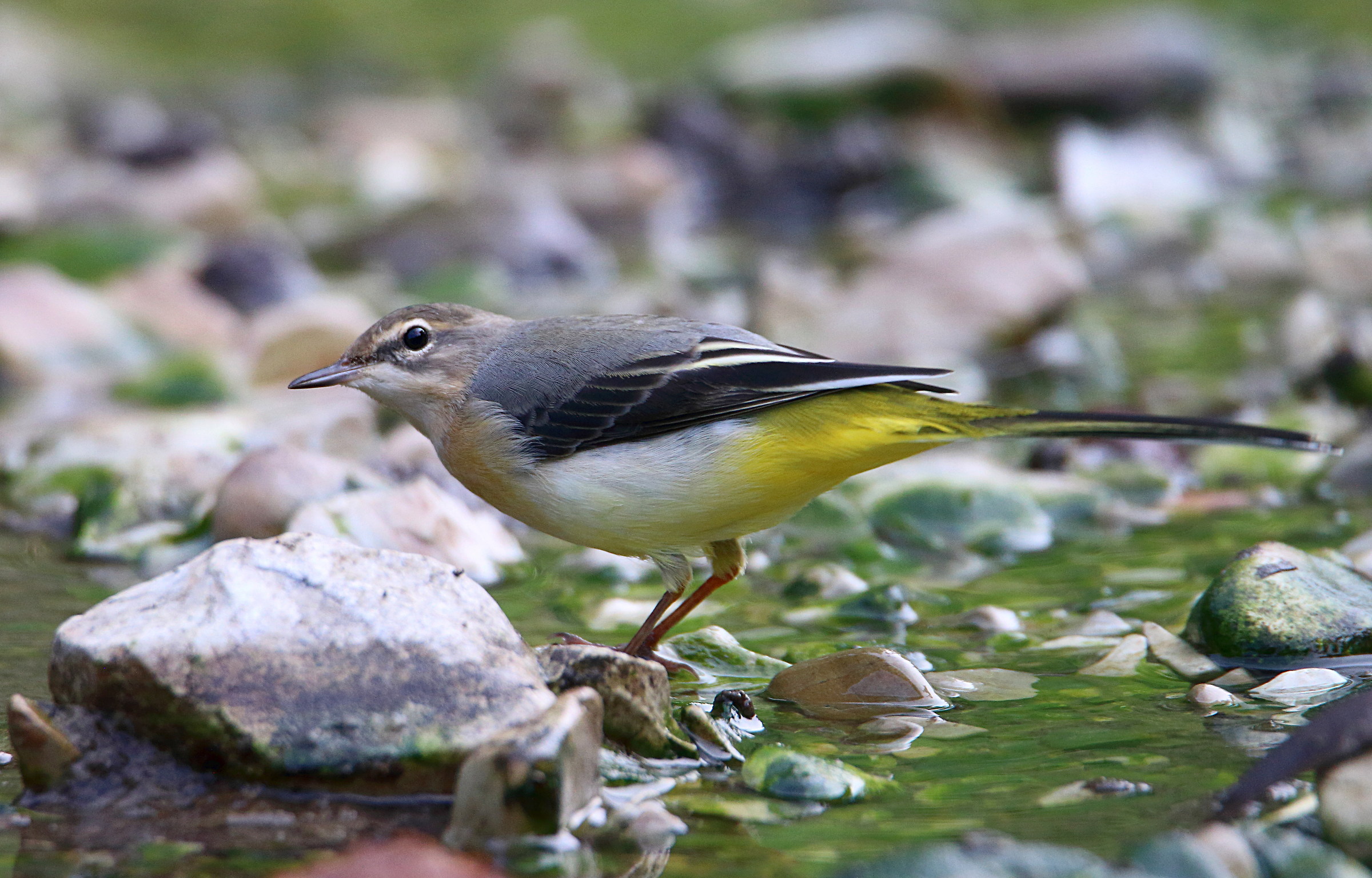 Yellow Wagtail