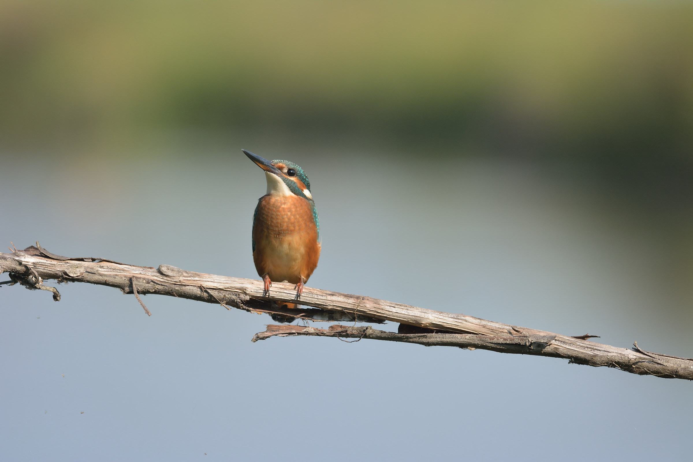 centro cicogne e anatidi racconigi