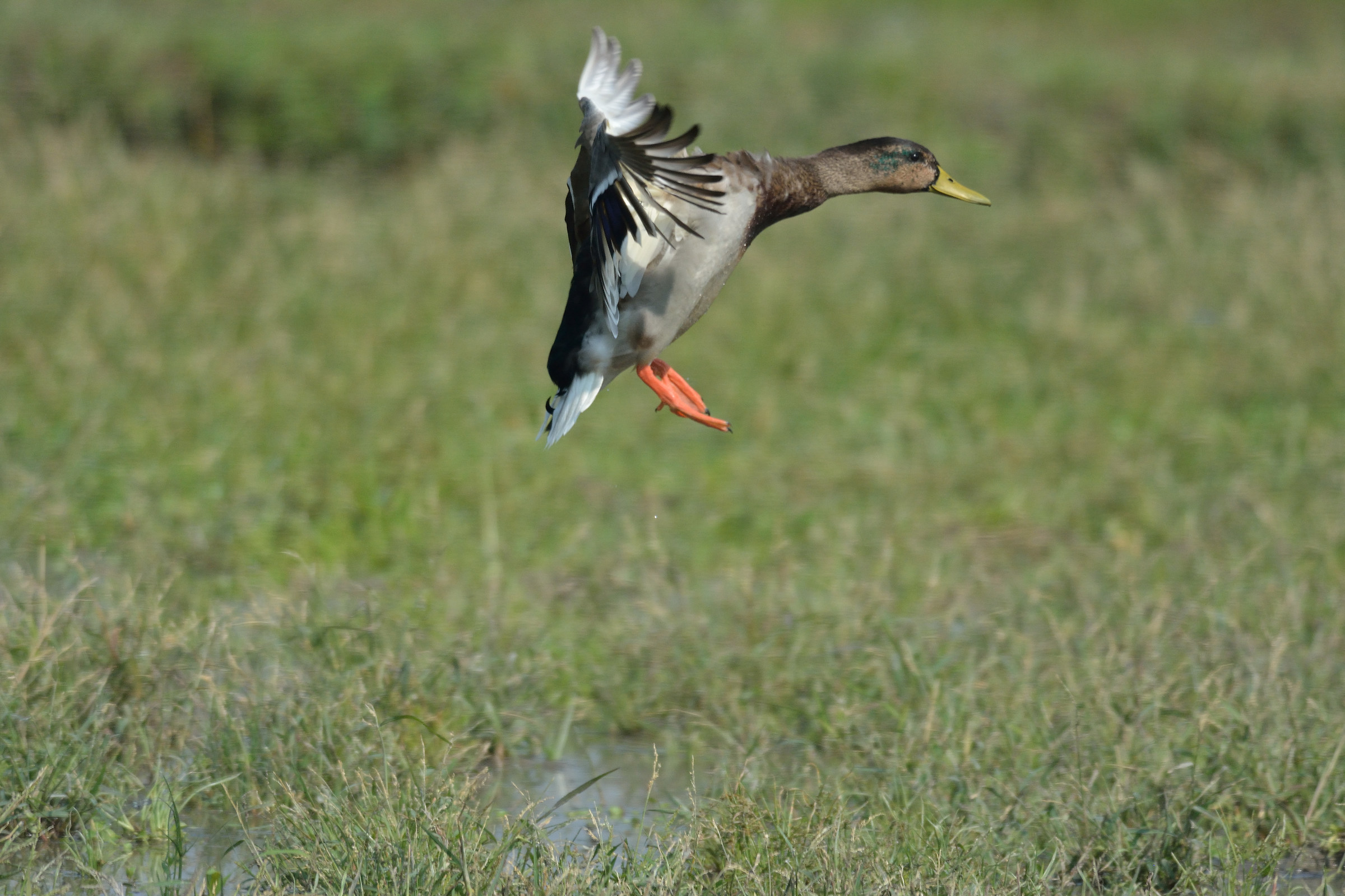 centro cicogne e anatidi racconigi
