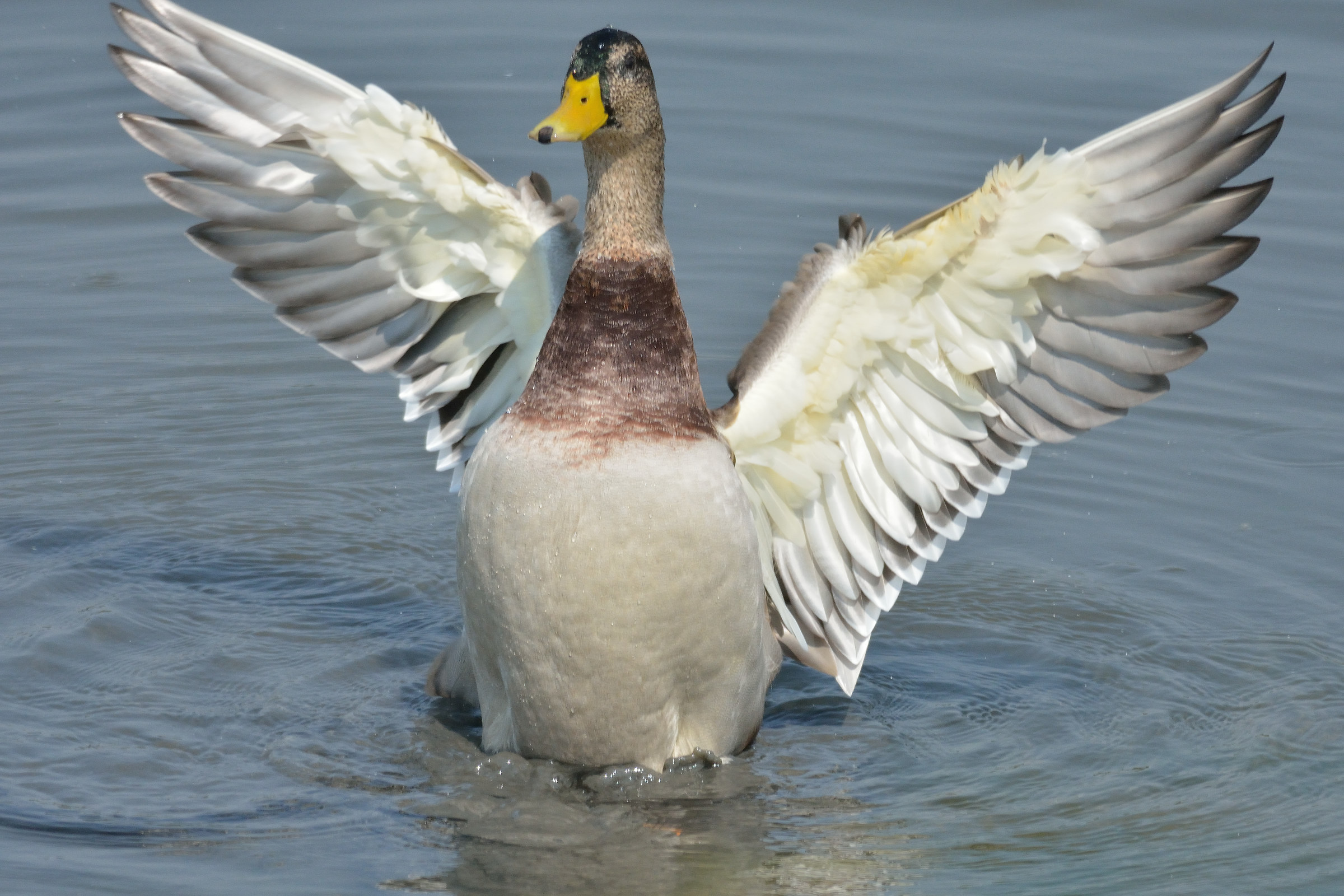 centro cicogne e anatidi racconigi