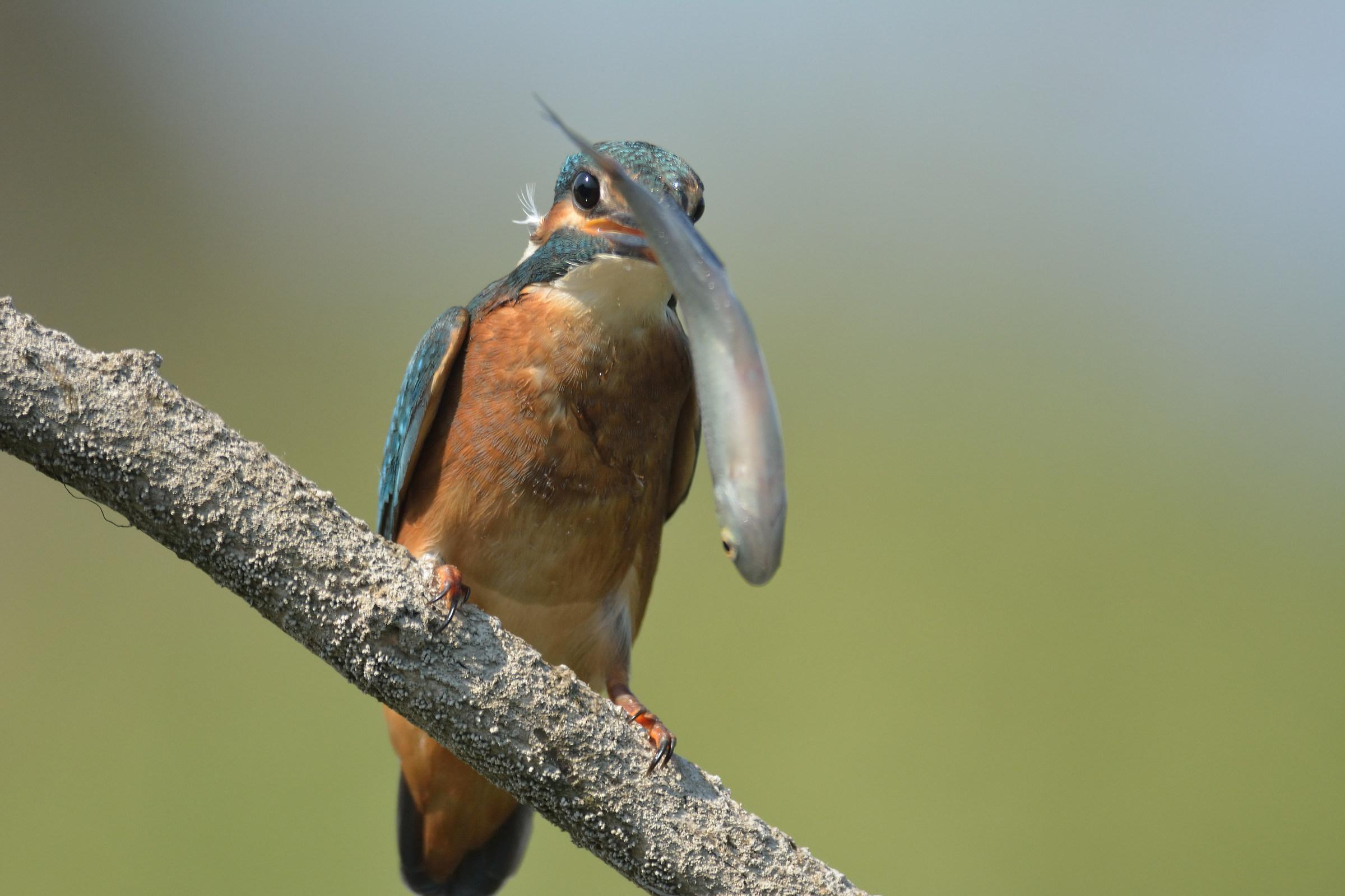 centro cicogne e anatidi racconigi