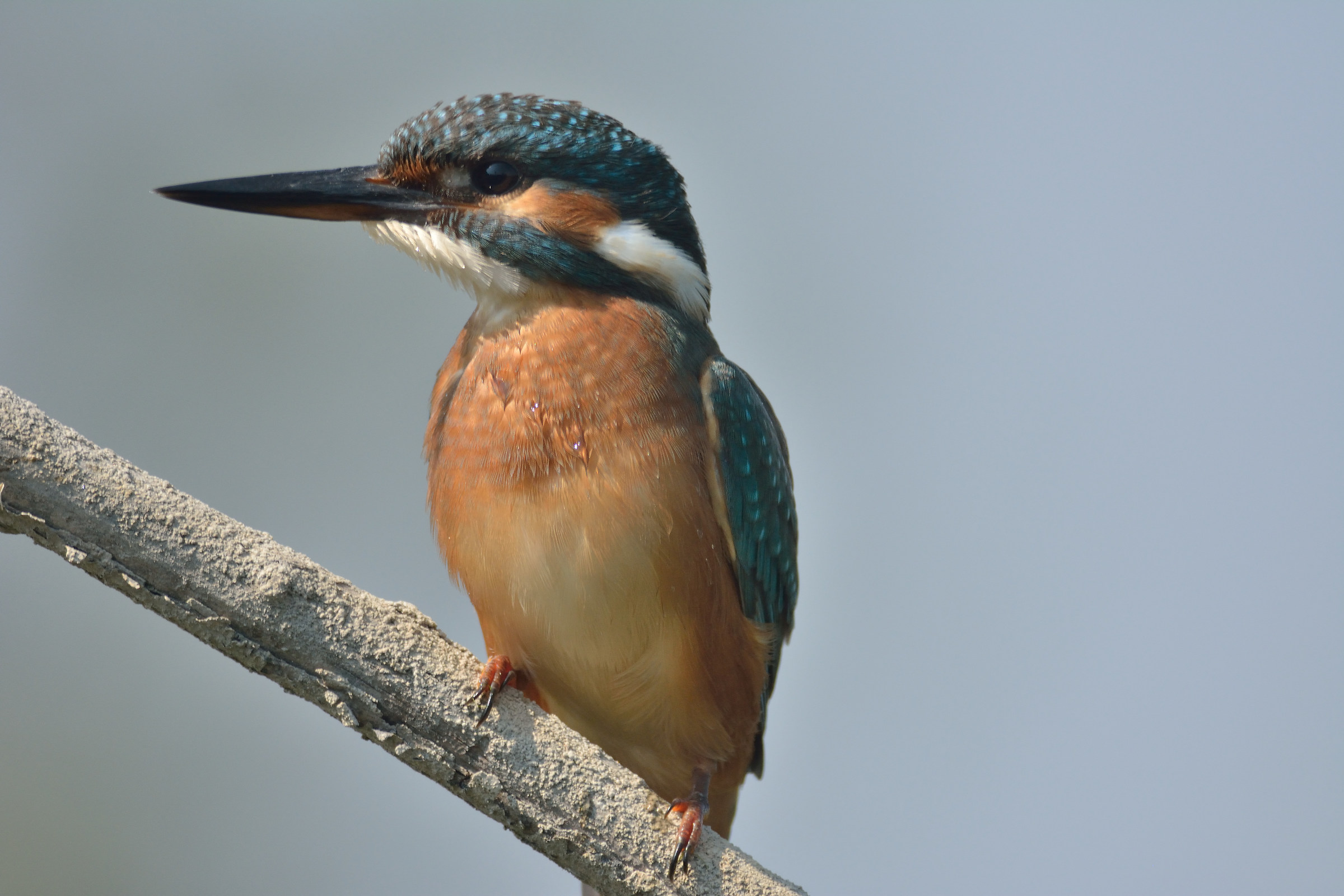 centro cicogne e anatidi racconigi