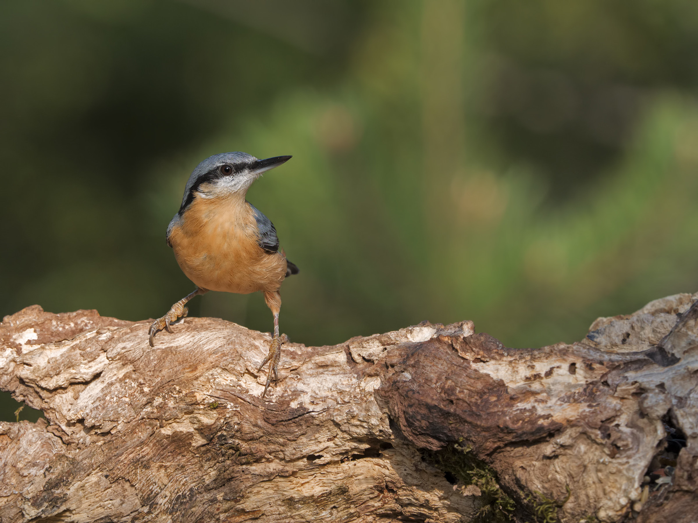 e-m1 - Picchio muratore