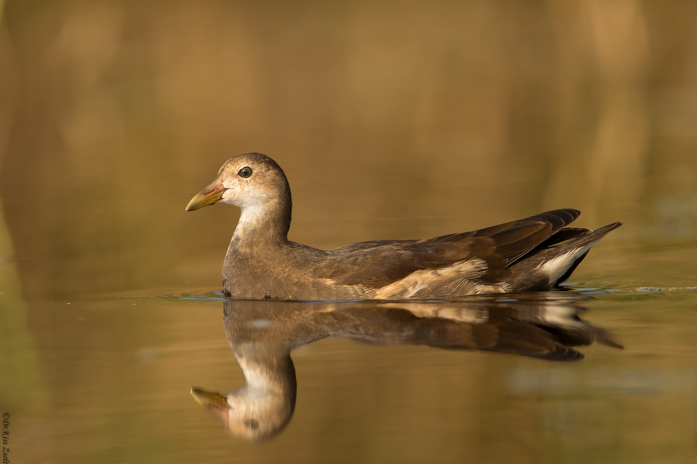 Waterhen nella luce del mattino