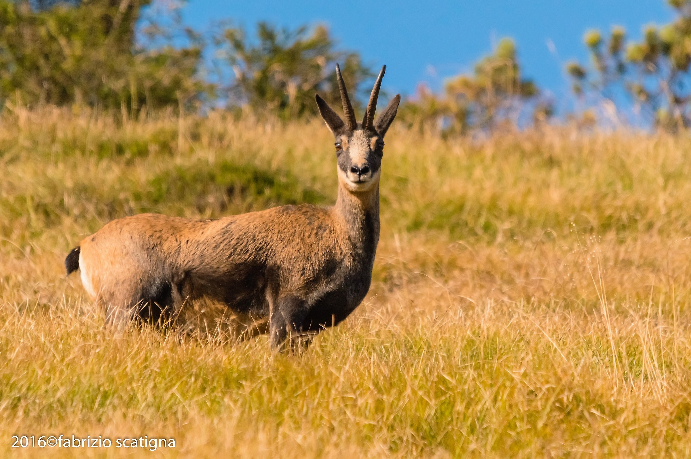 chamois