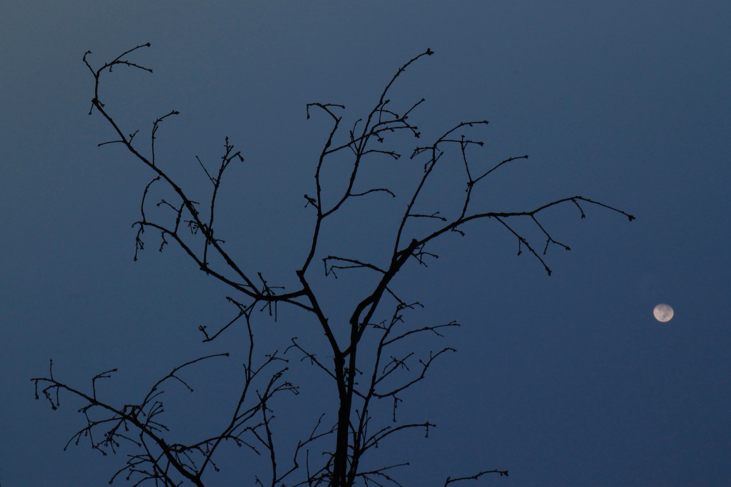 fulmini a ciel sereno