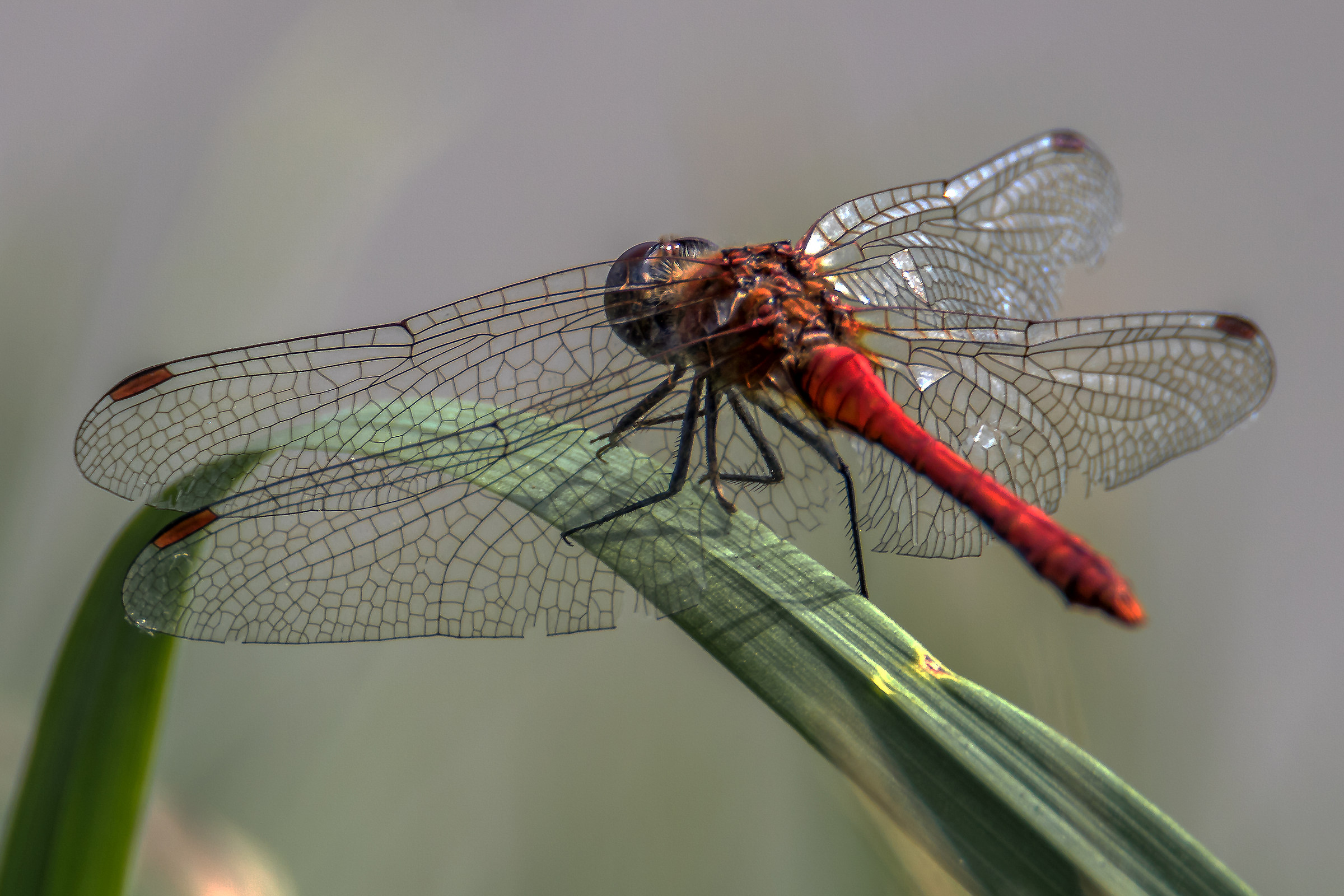 Libellula