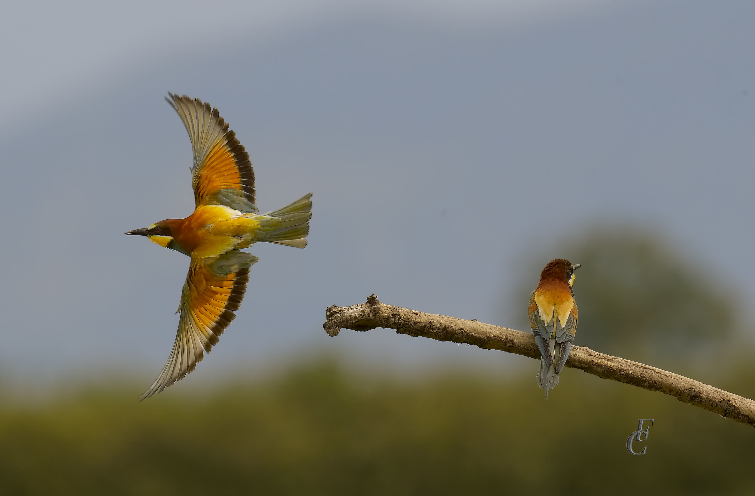 bee-eaters