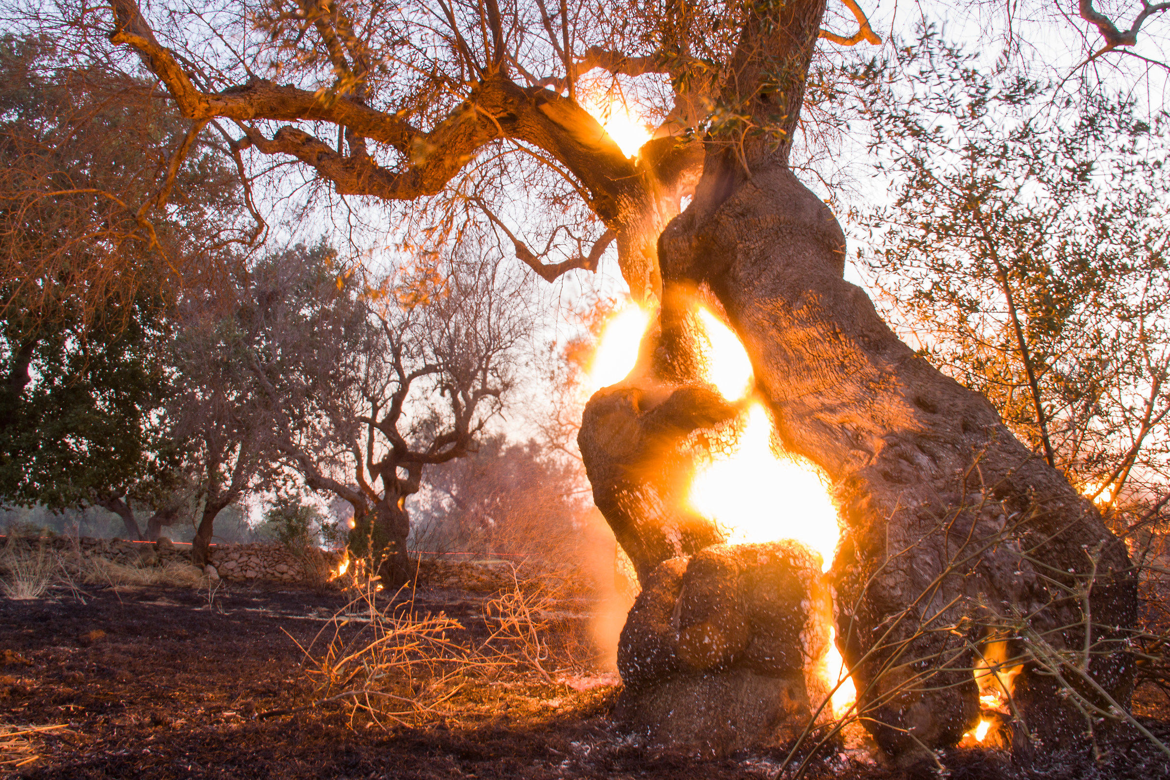 Olive tree in flames