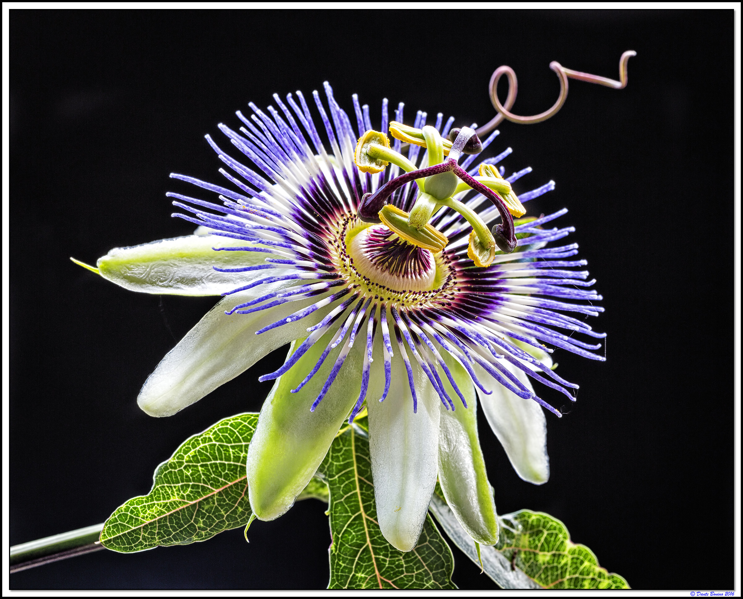 passionflower