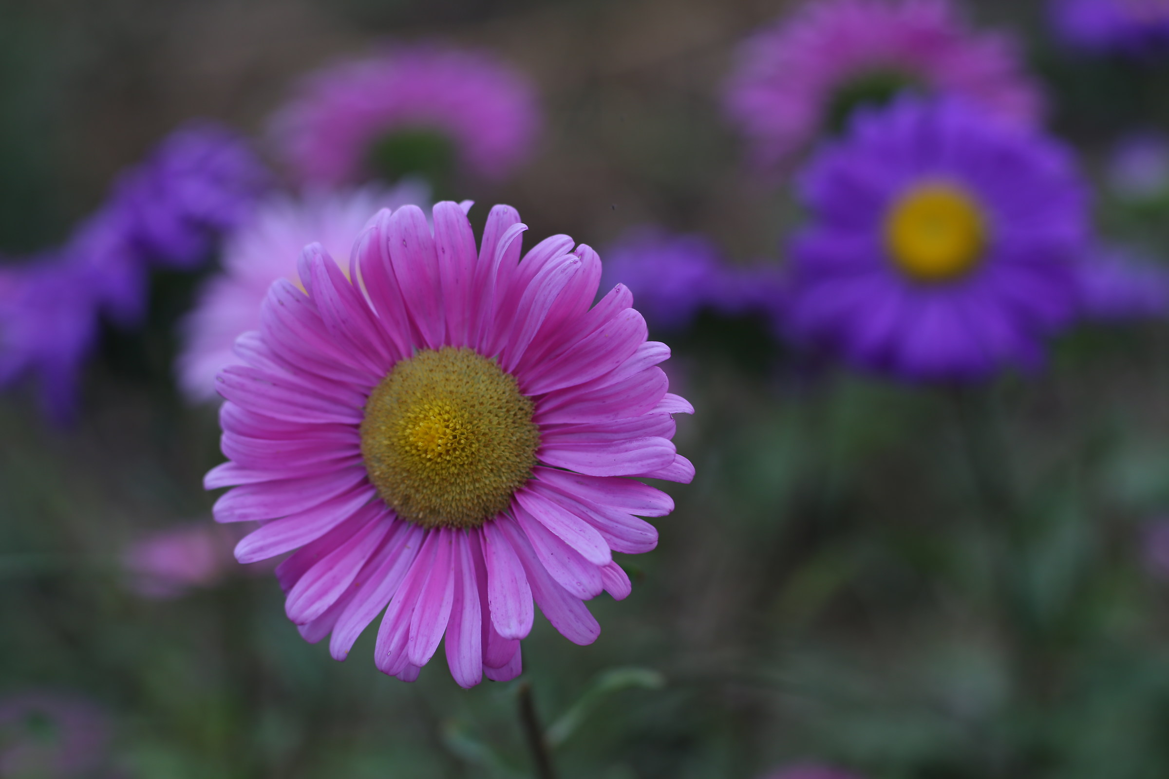 che colori