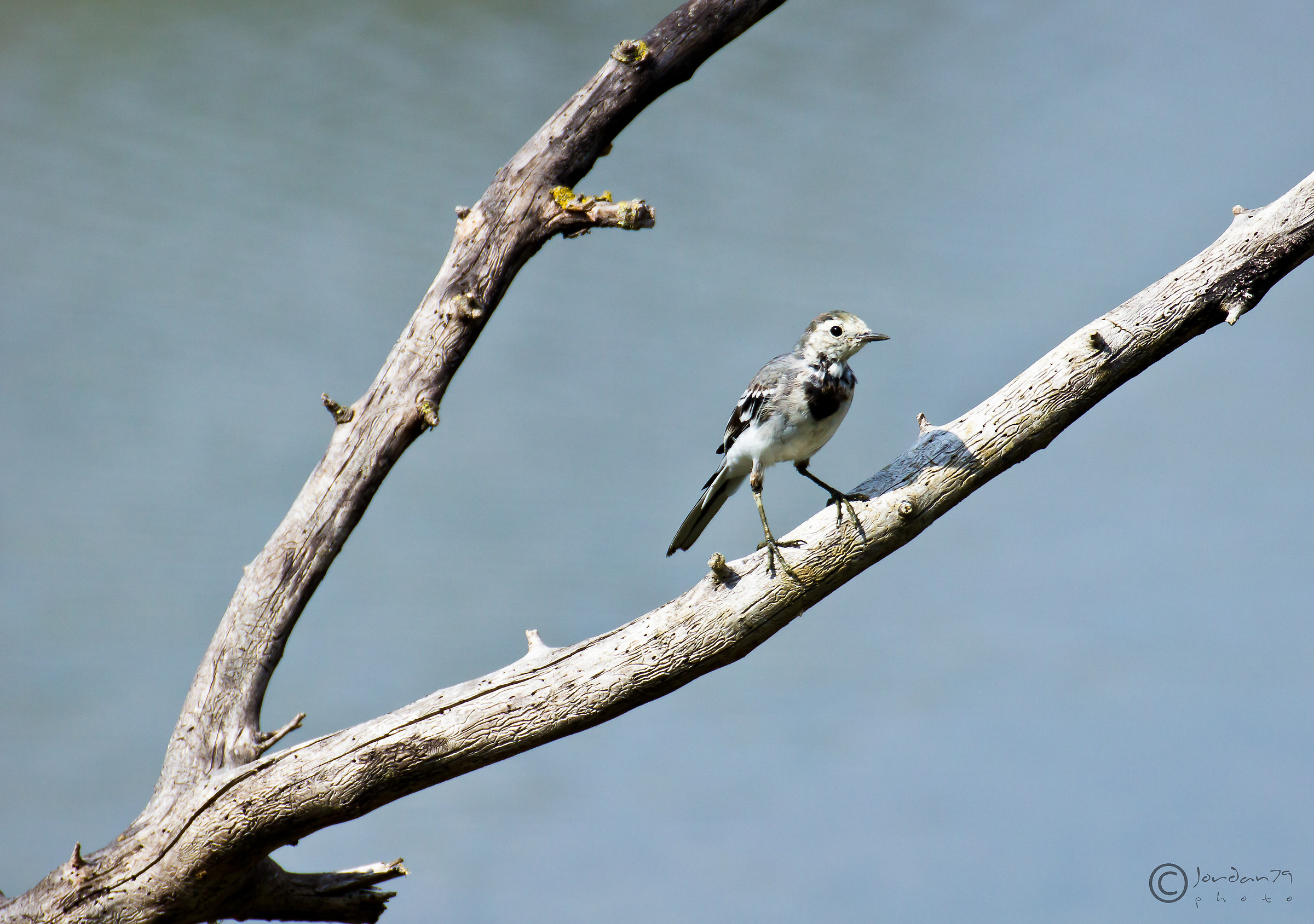 White Wagtail (Motacilla Alba)