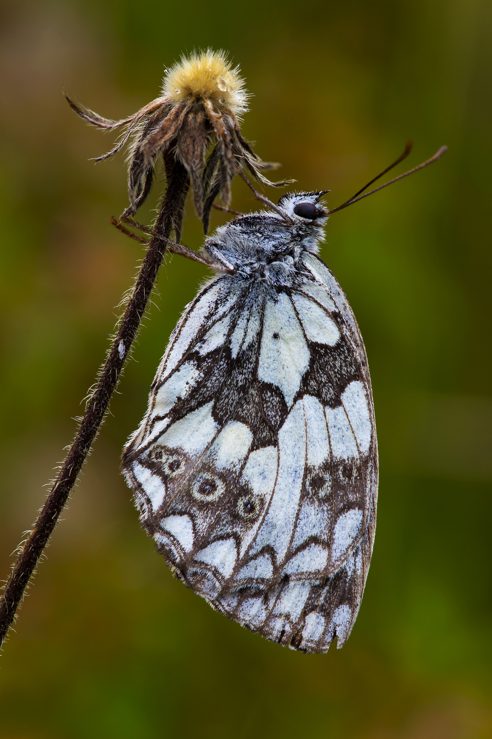 Melanargia galathea