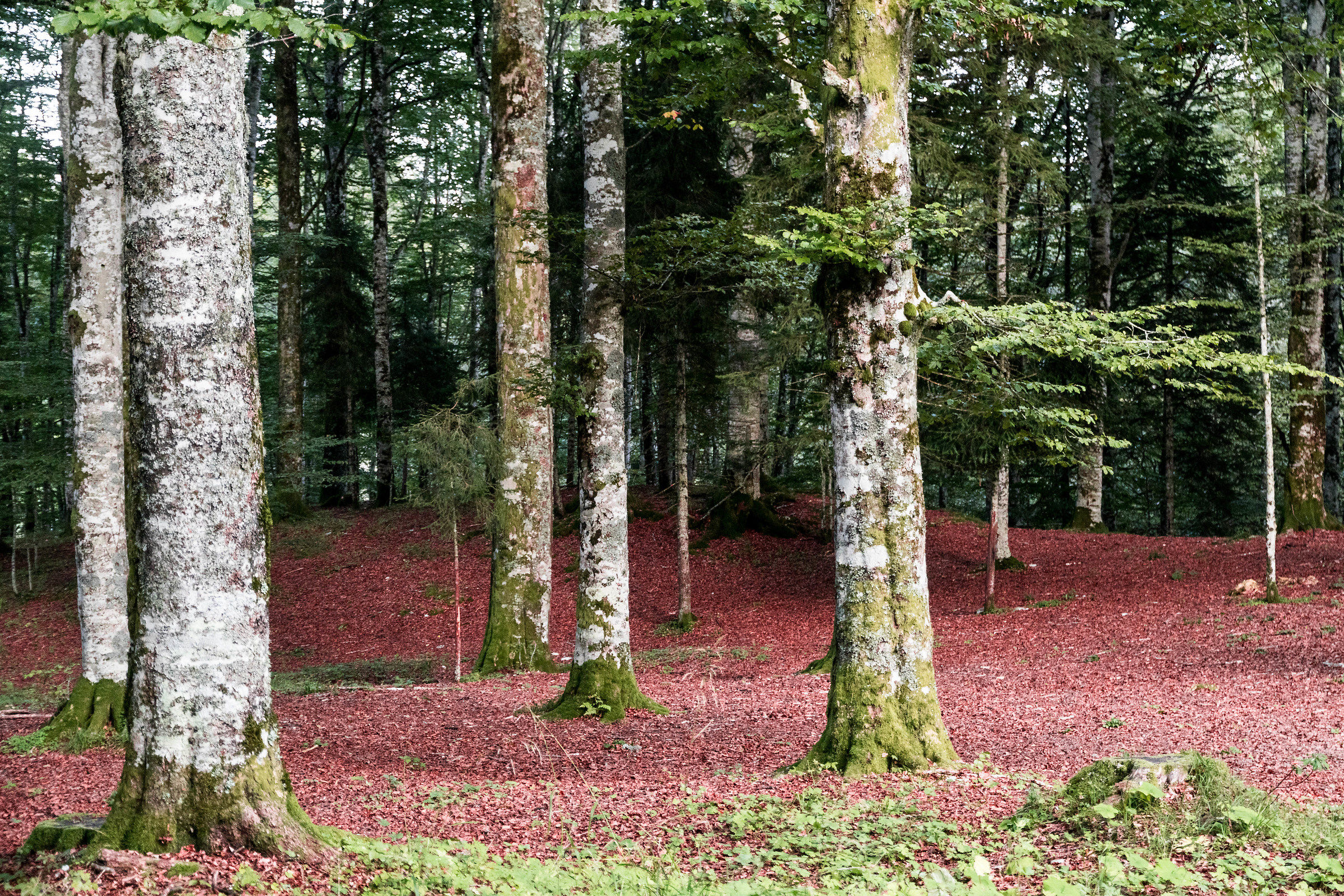 Primi colori d'autunno