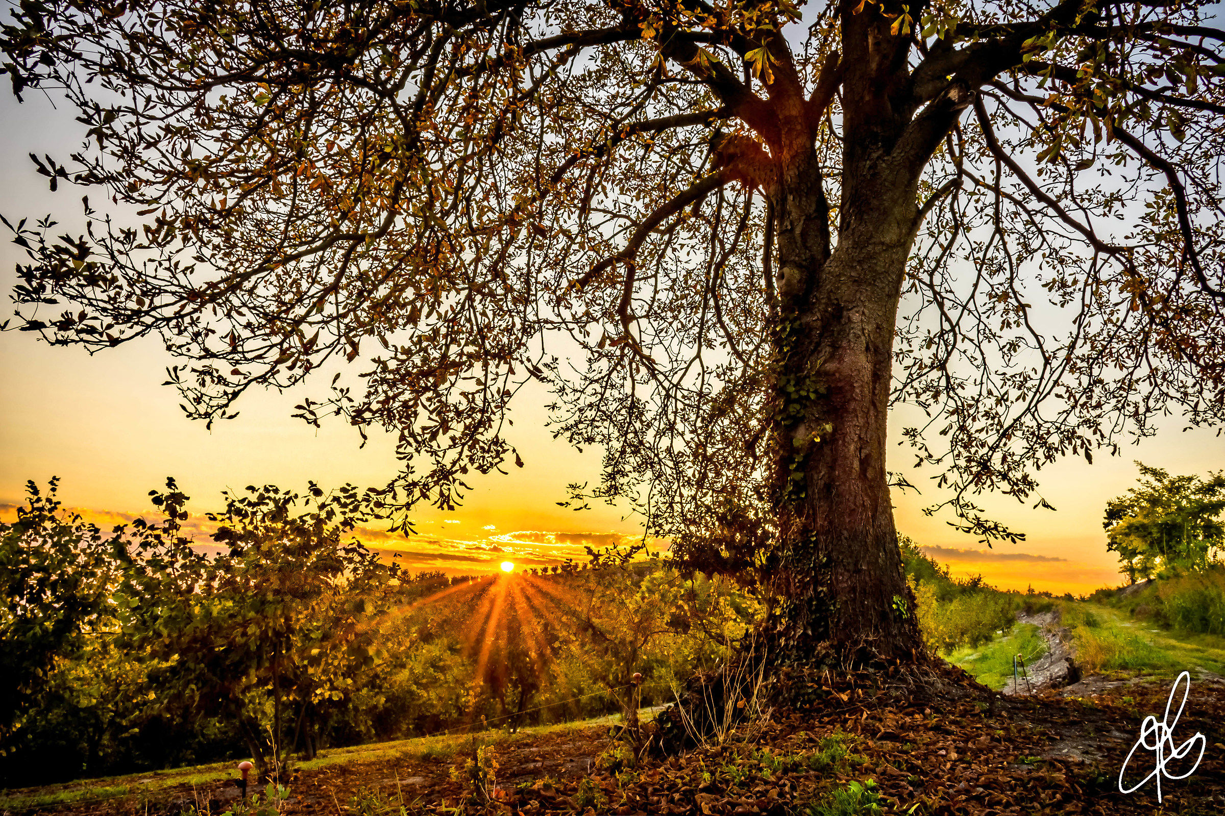 La Quercia sulle Nocciole