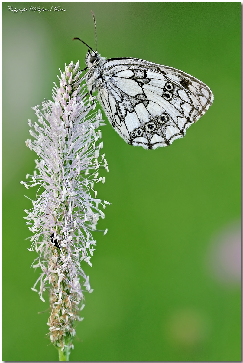 Melanargia Galathea