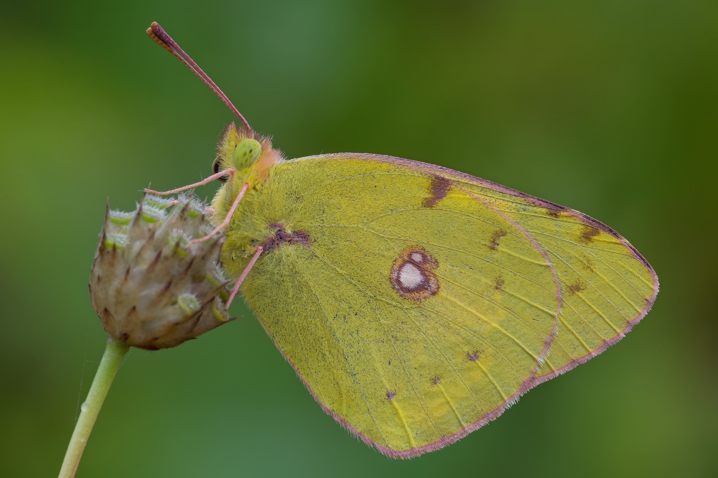 Colias croceus - Pixel shift
