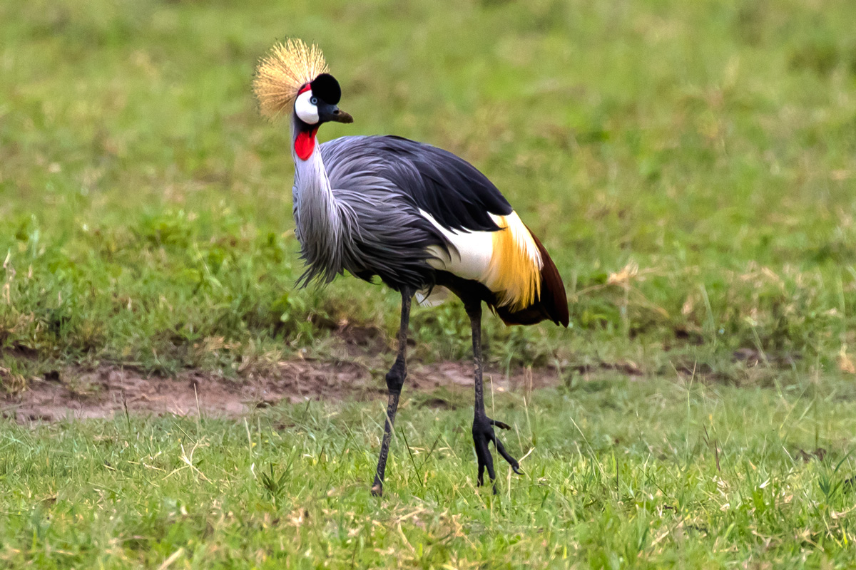 crowned crane