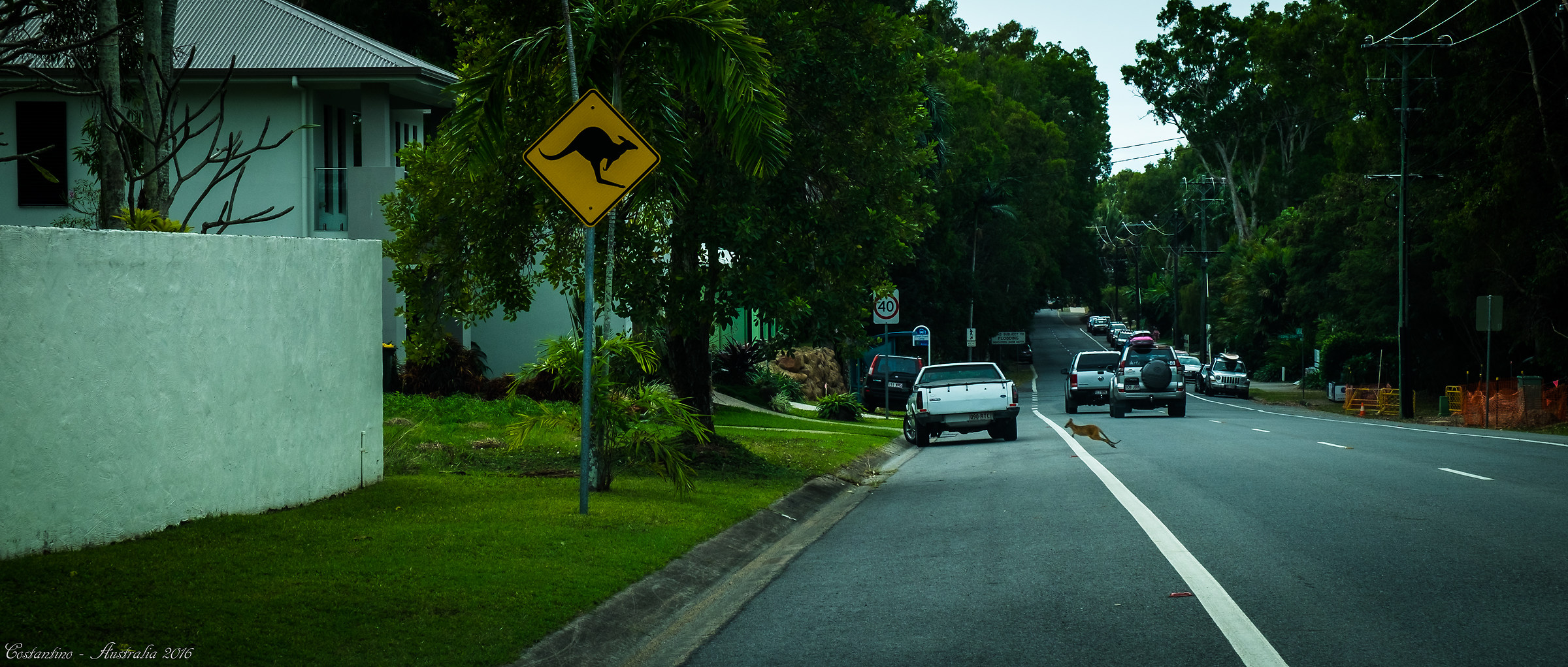 Kangaroo crossing road