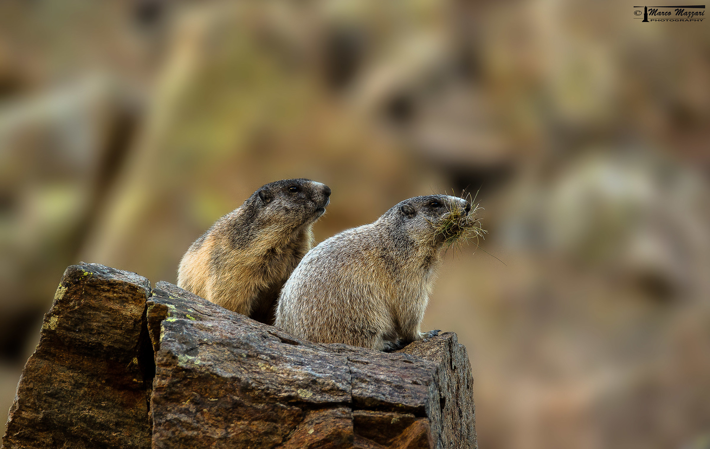 ... Preparations for the Winter ...