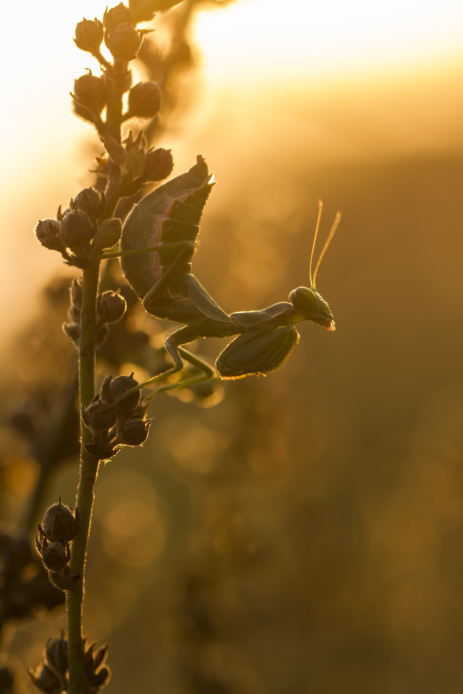 The cry of the warrior