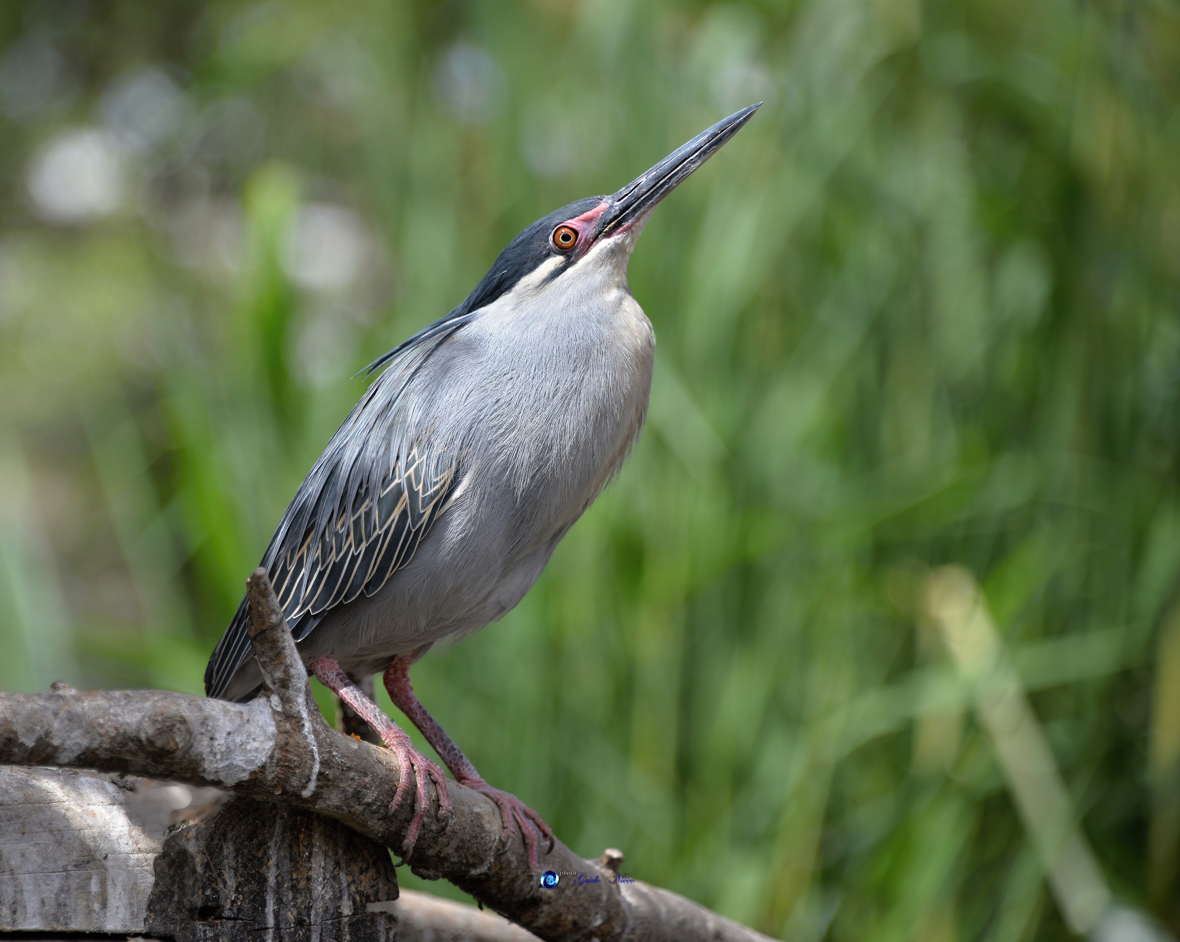 airone striato in posa