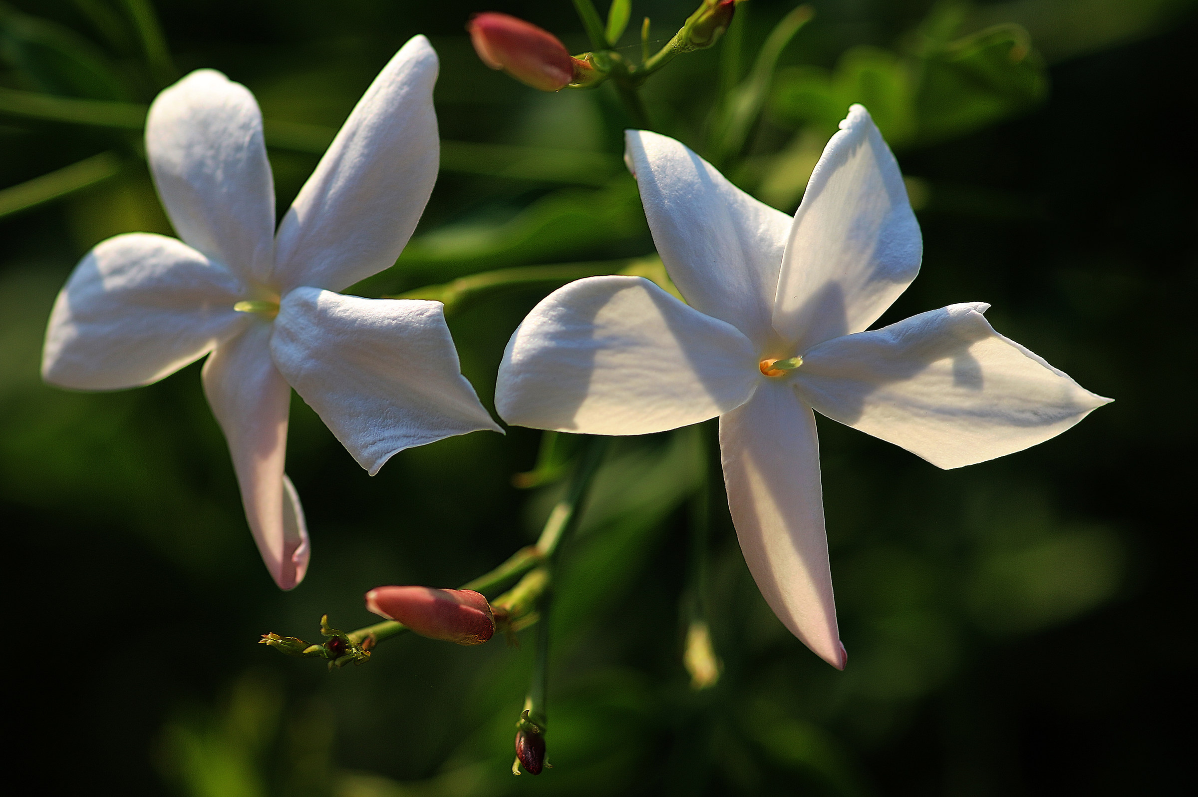 semplicemente...gelsomino