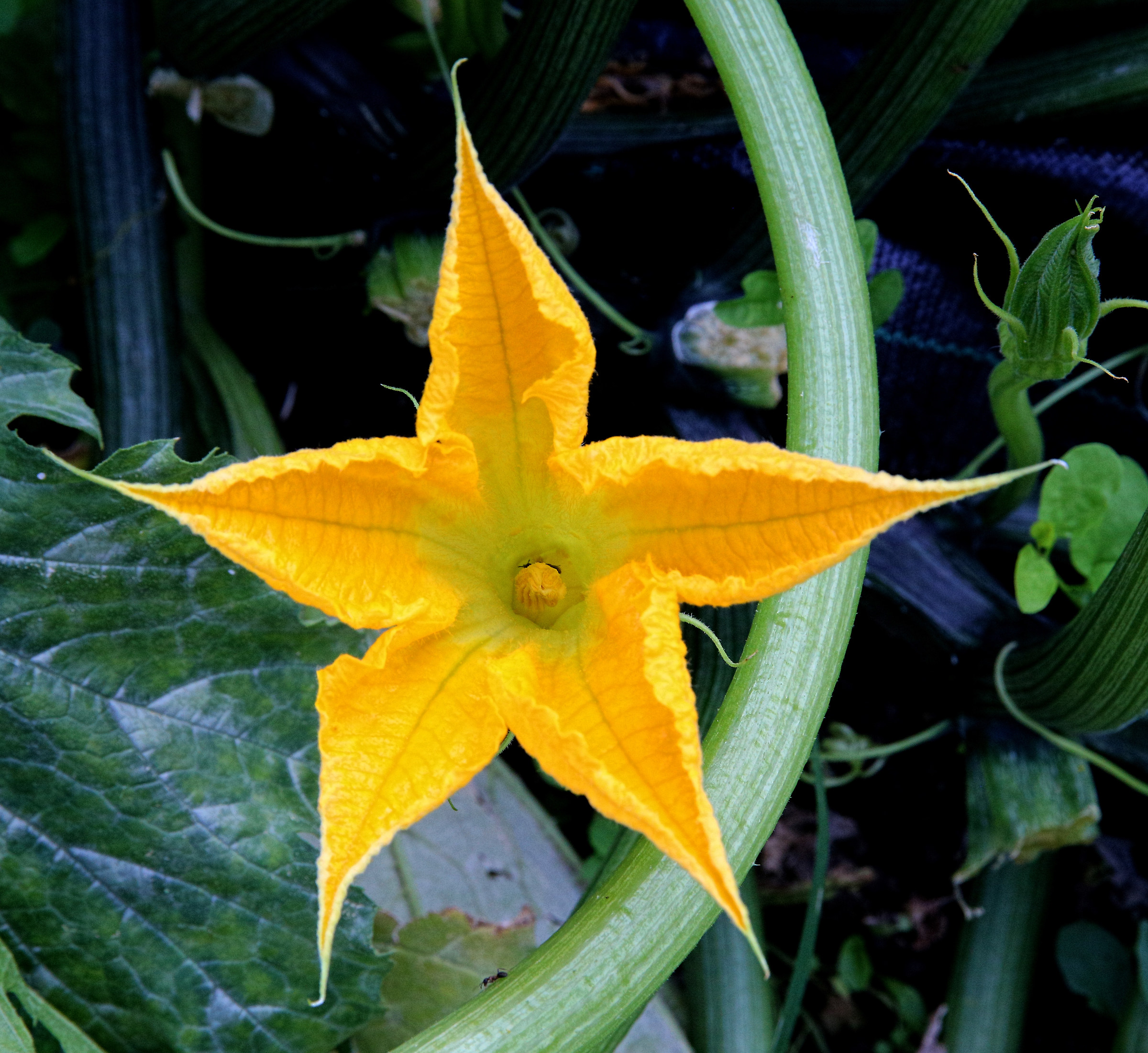 forme geometriche - stella pentagono