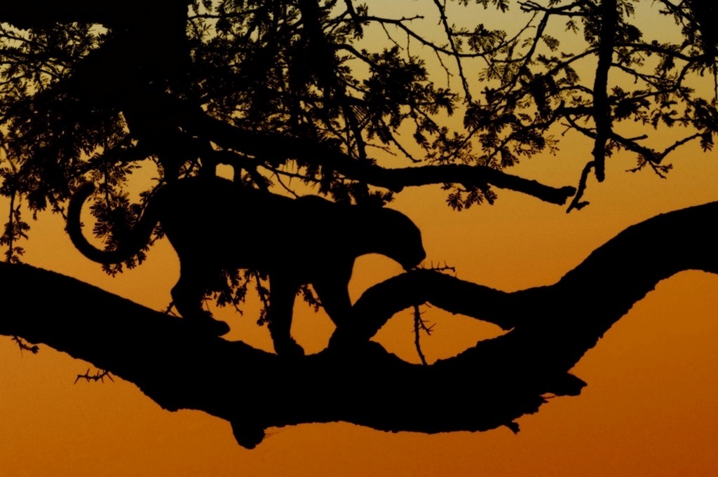 Shadow-Tanzania Seronera