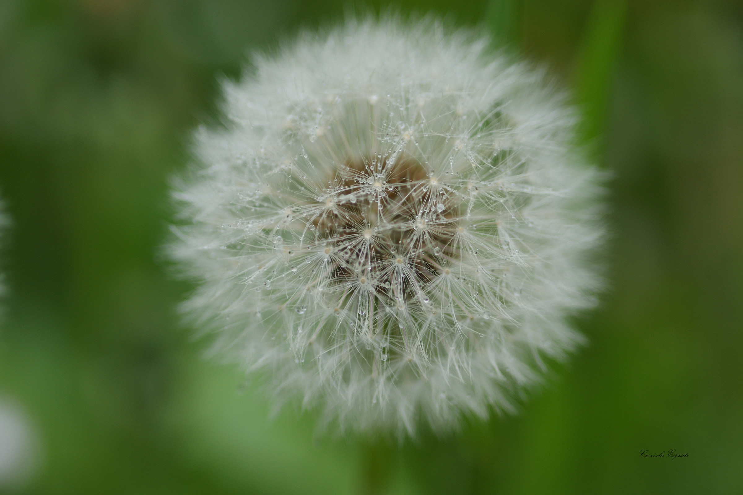 one, two three blows ....