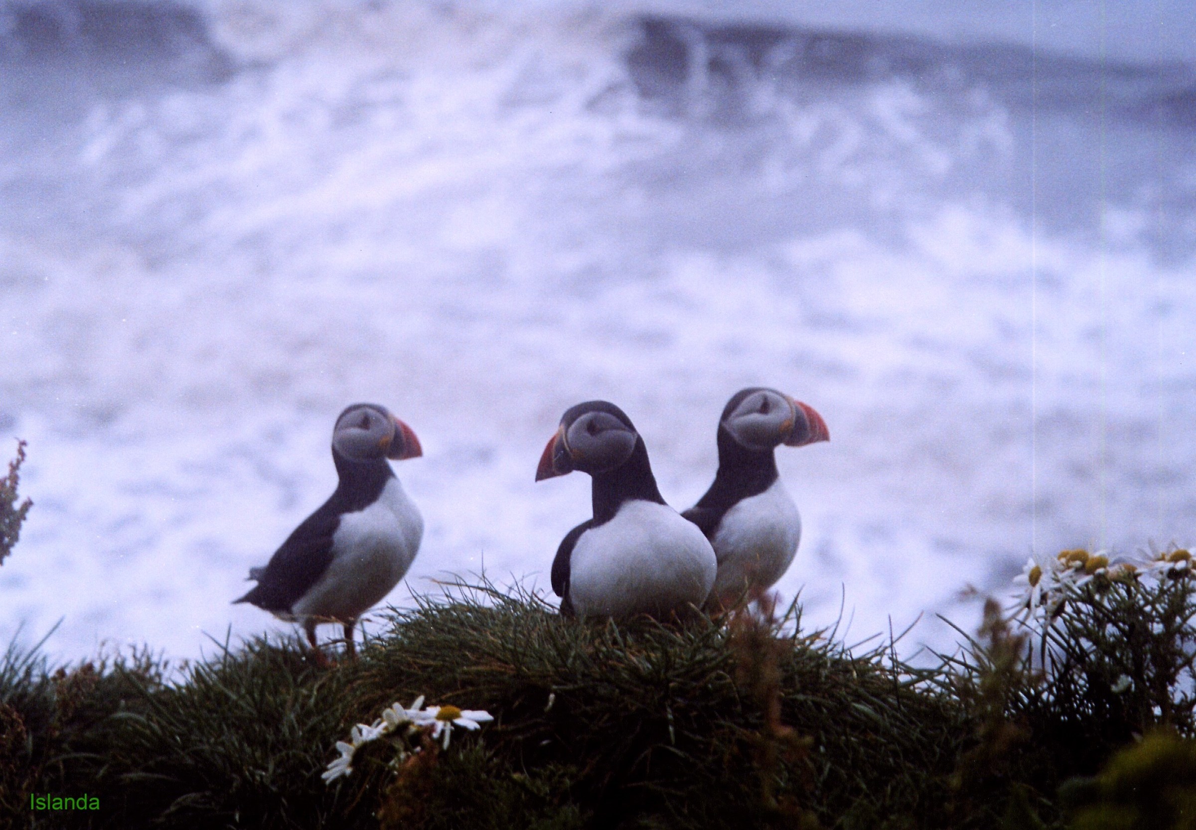 Pulcinella fishermen