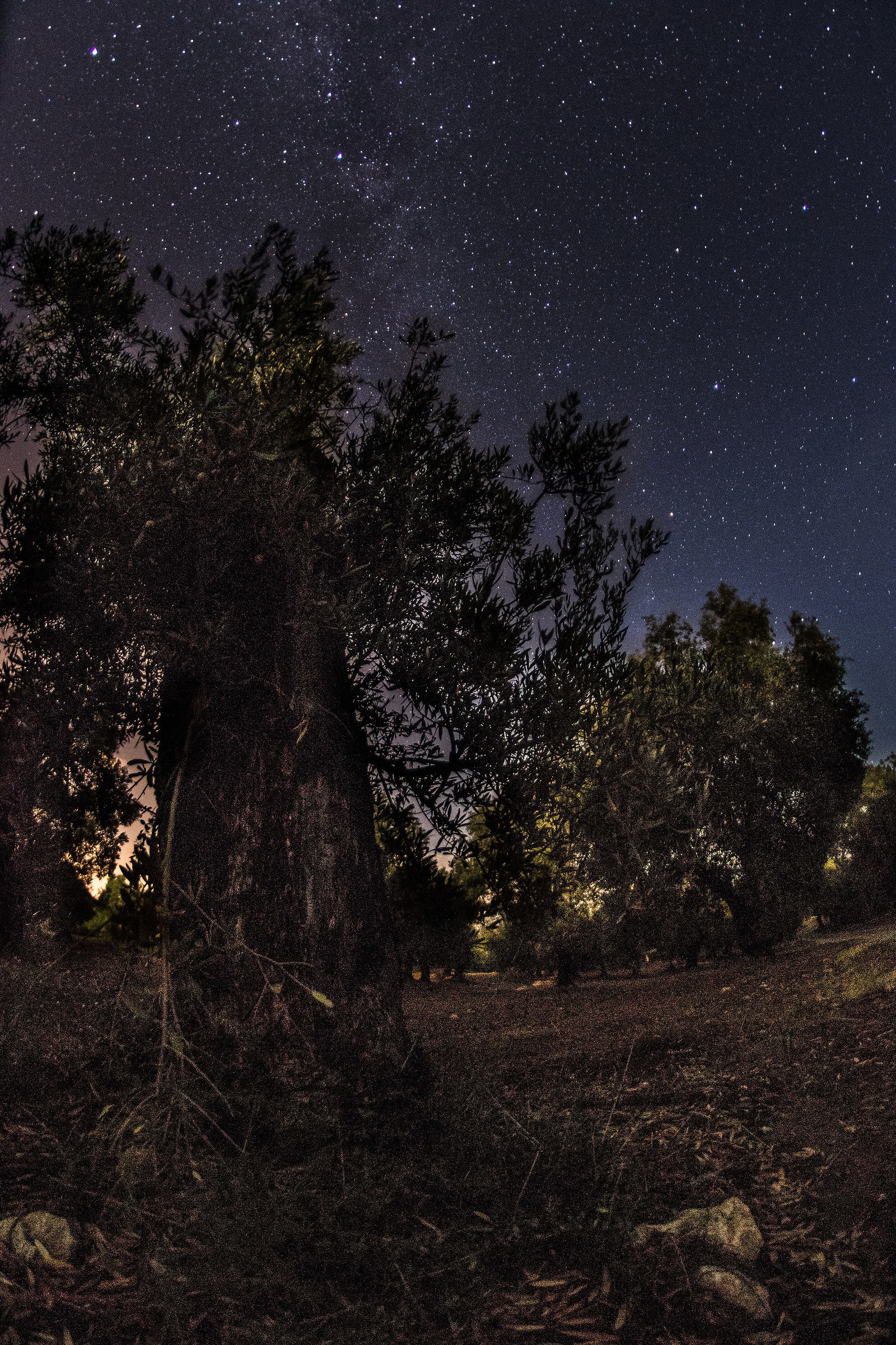 Milky way on the field of olive trees