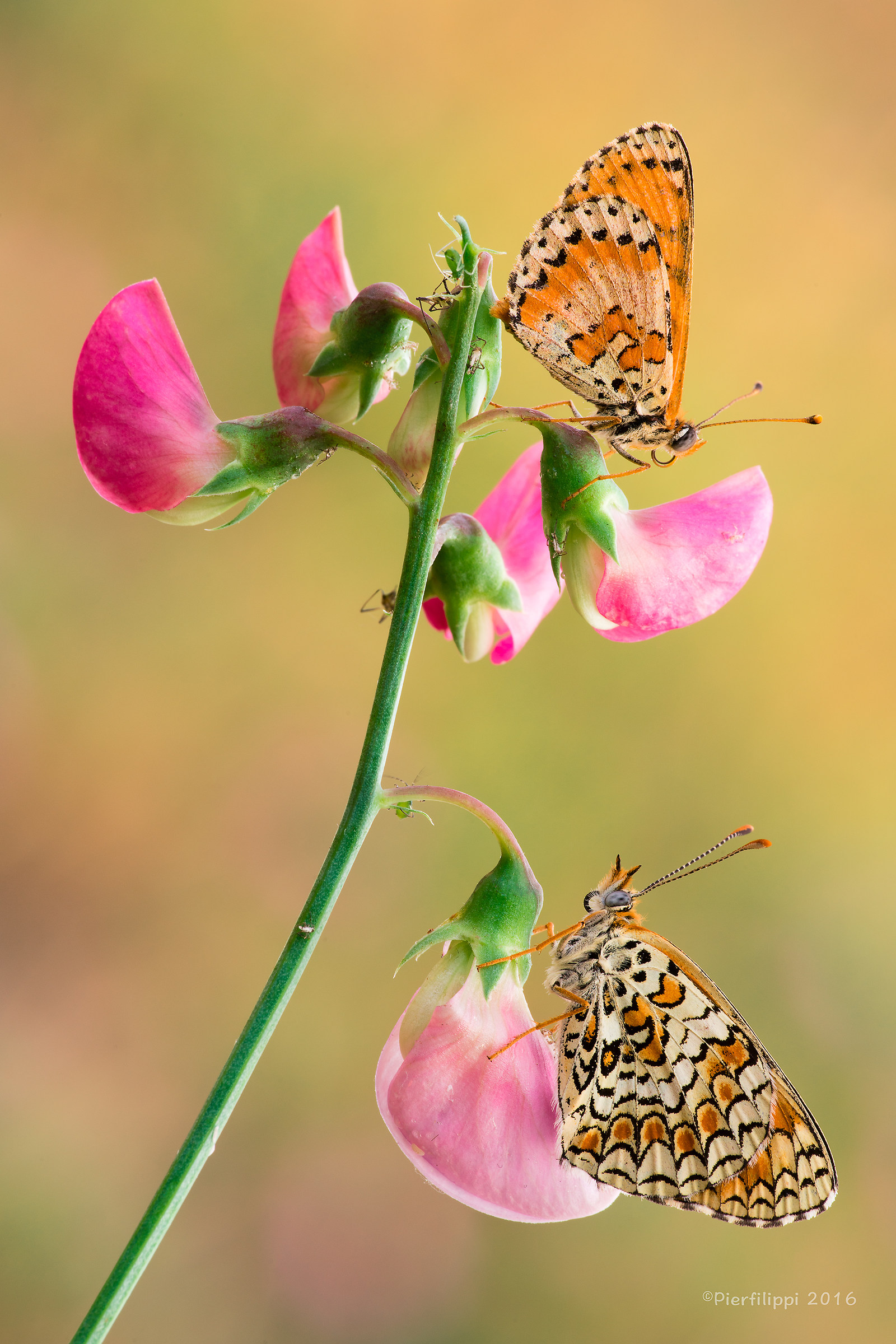 Ma quanti inquilini in questo condominio !!..