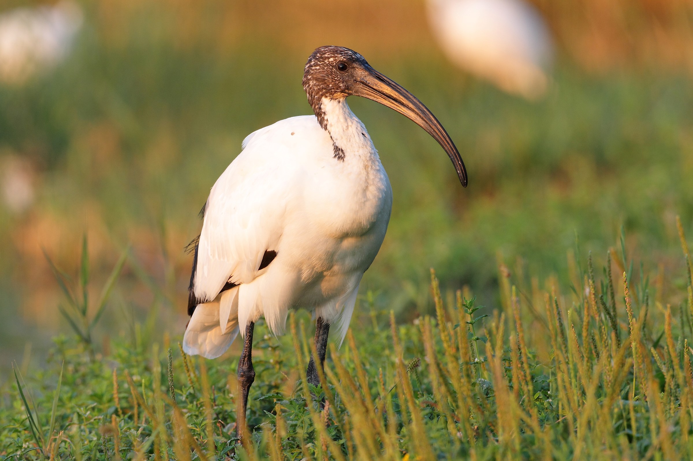 sacred ibis