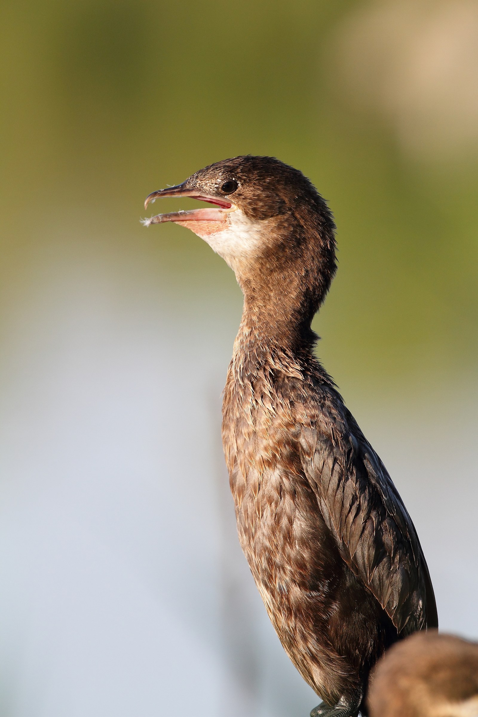 primo piano di marangone minore