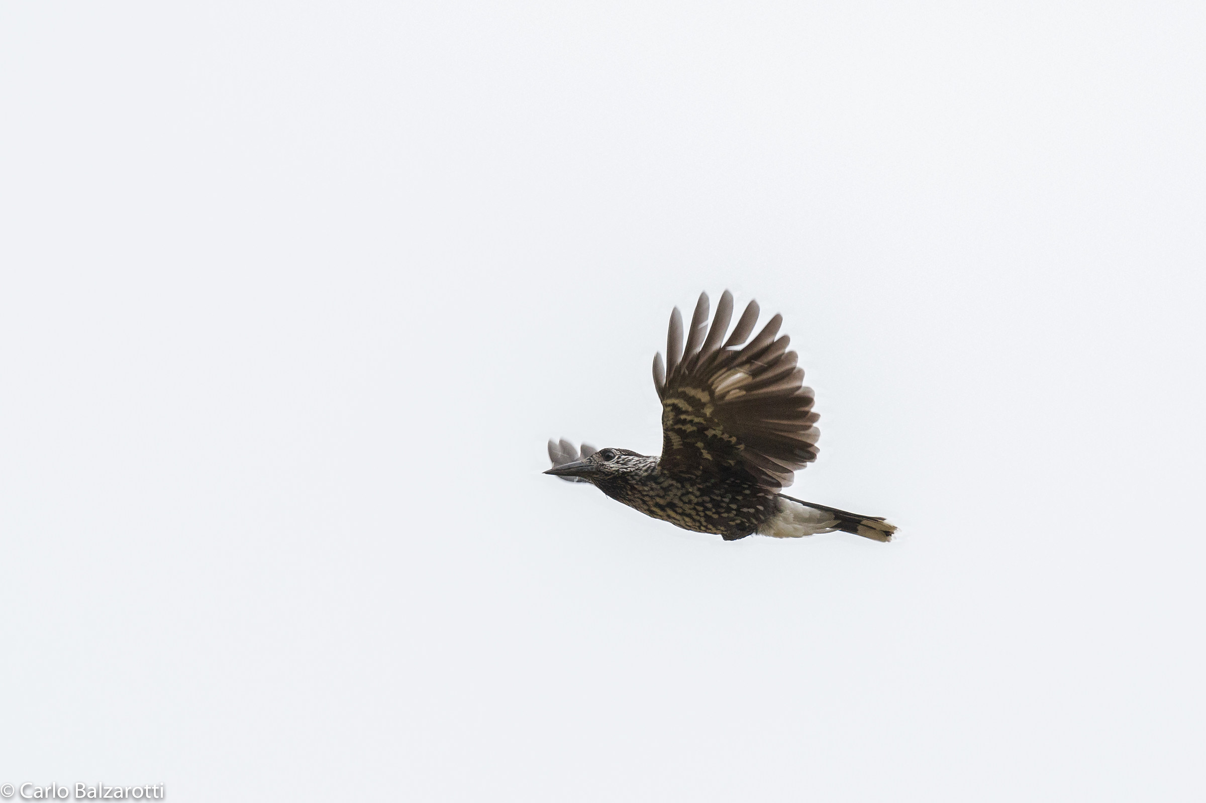 Nutcracker in flight