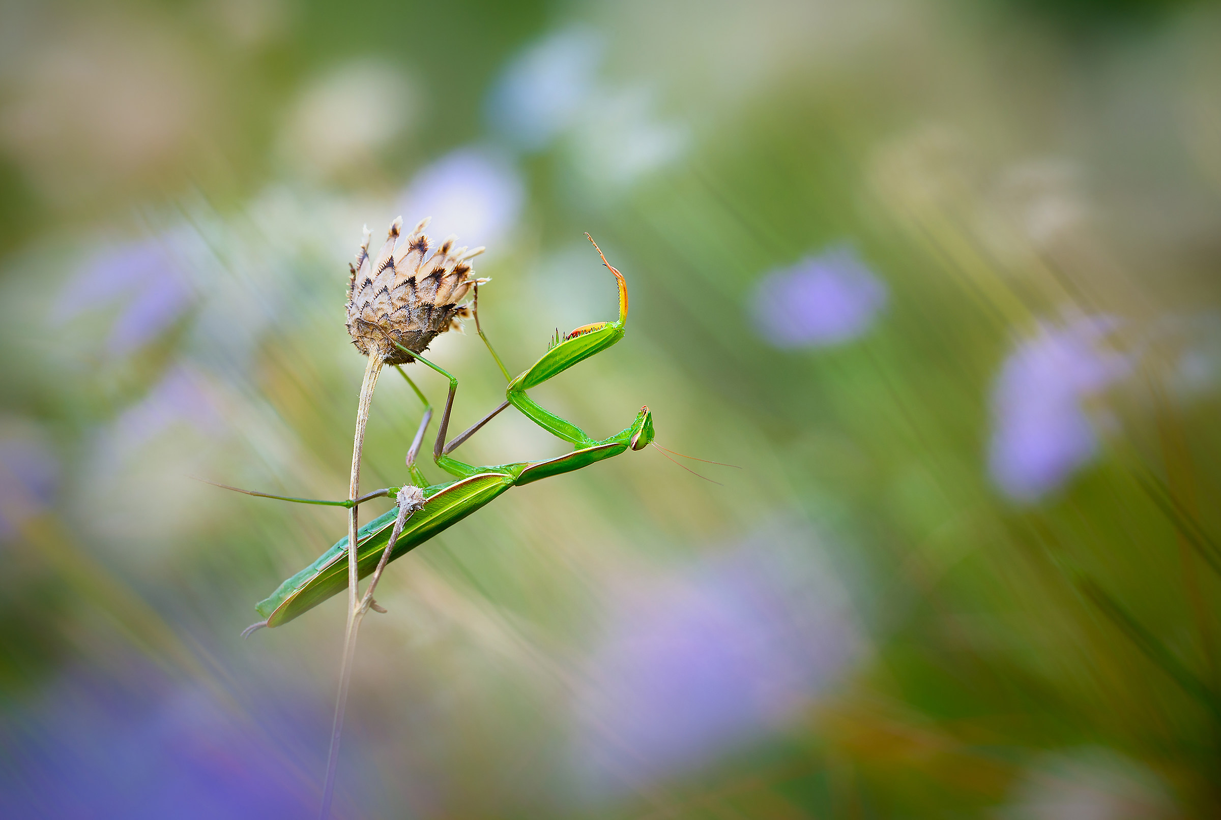 Lo strano potere di Manti