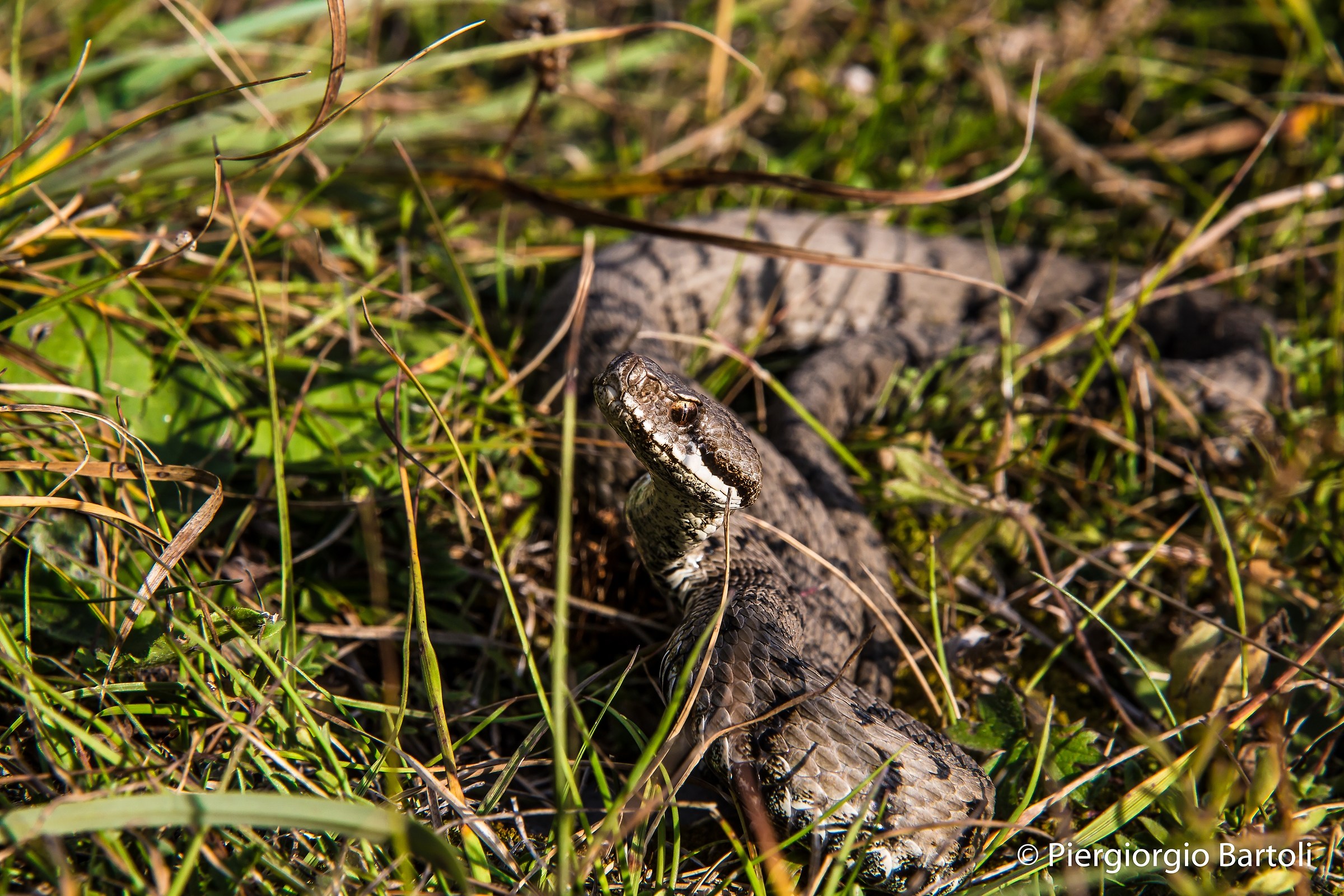 Vipera aspis maschio