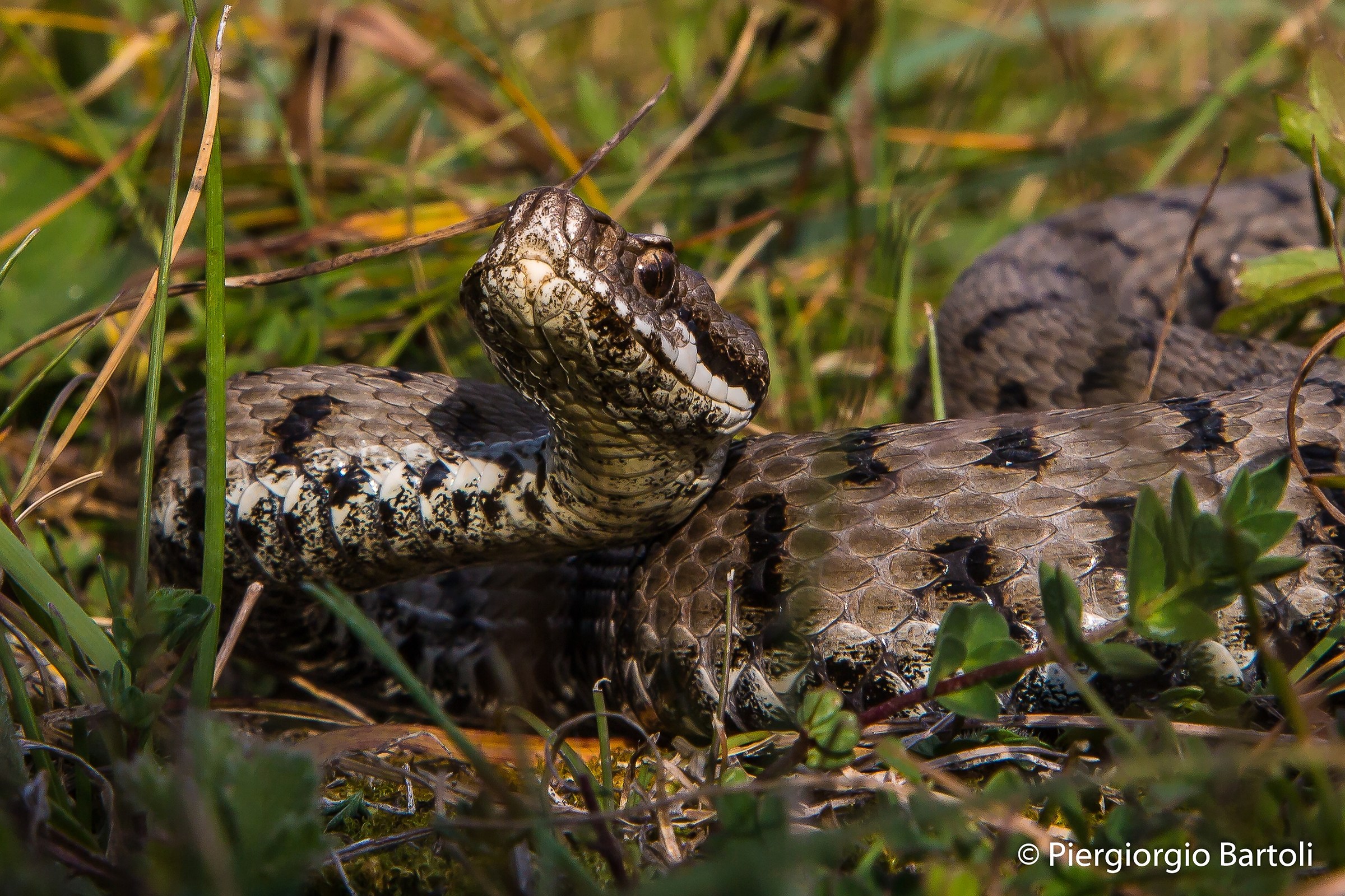 Vipera aspis maschio