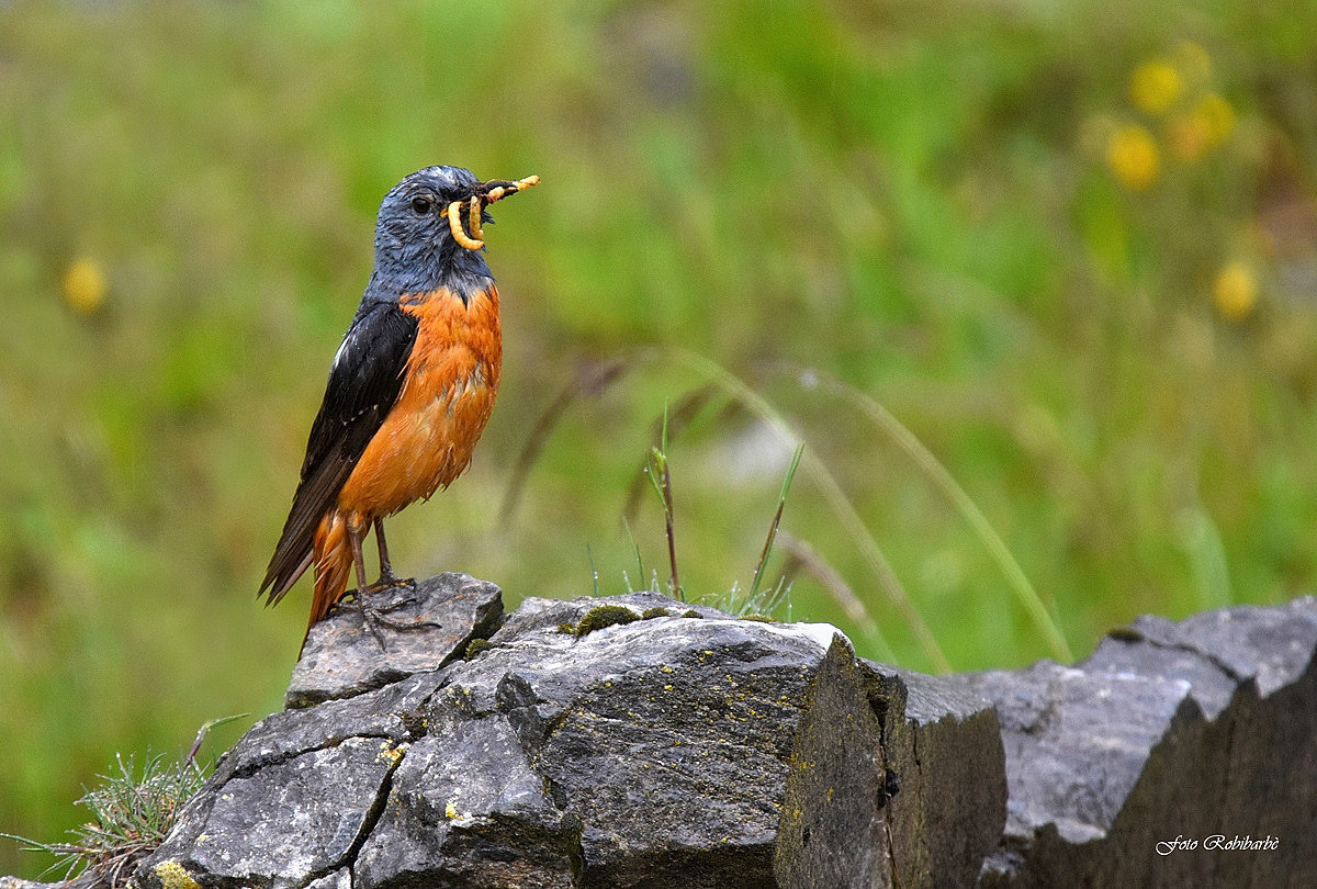 Codirossone...inzuppato...