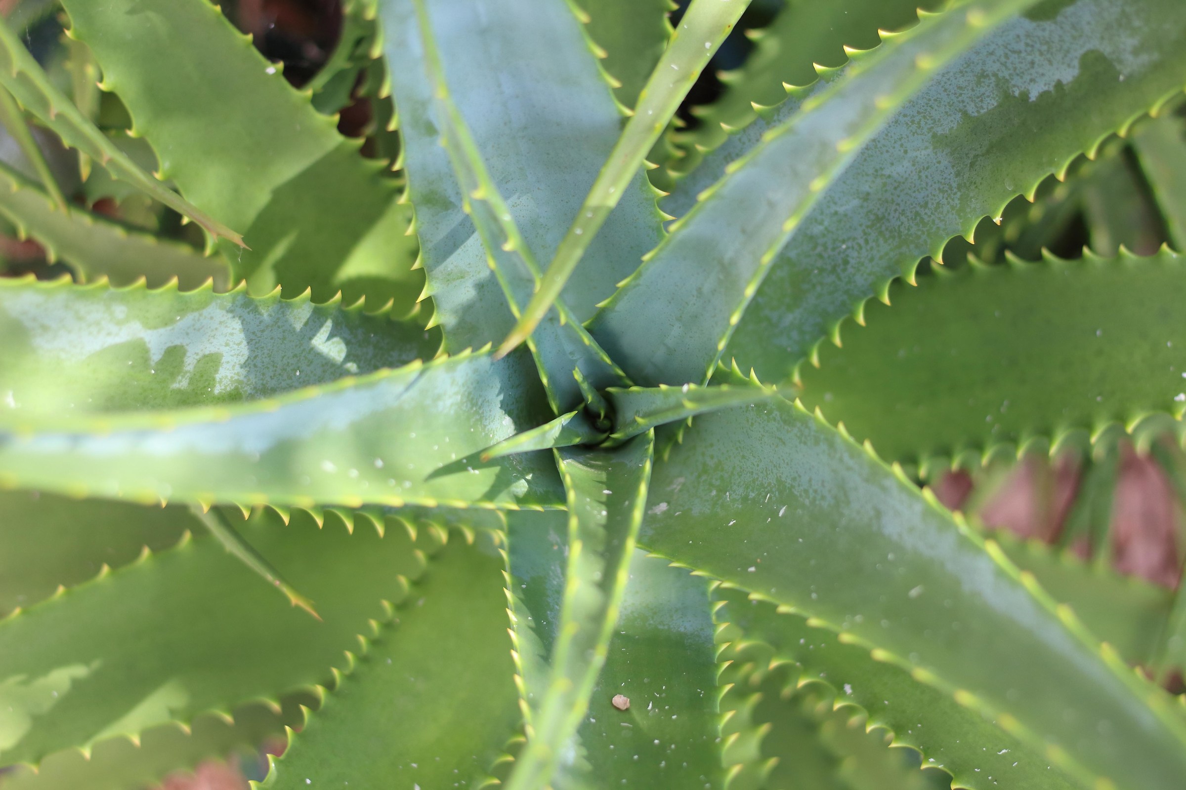 Aloe